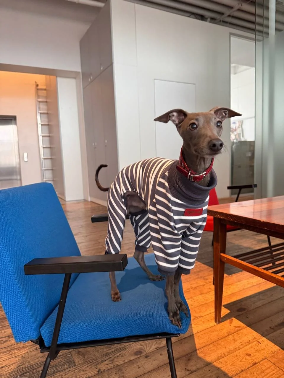Two women walking their dogs on a paved path in a park during fall. The dogs are wearing striped sweaters, one in black and white, the other in beige and white.