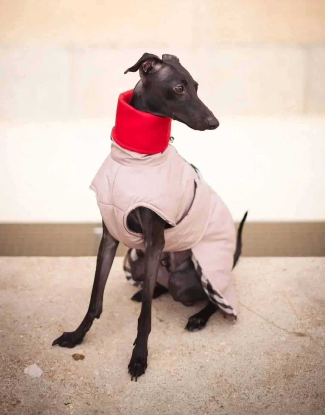 The Cheeky casual vest