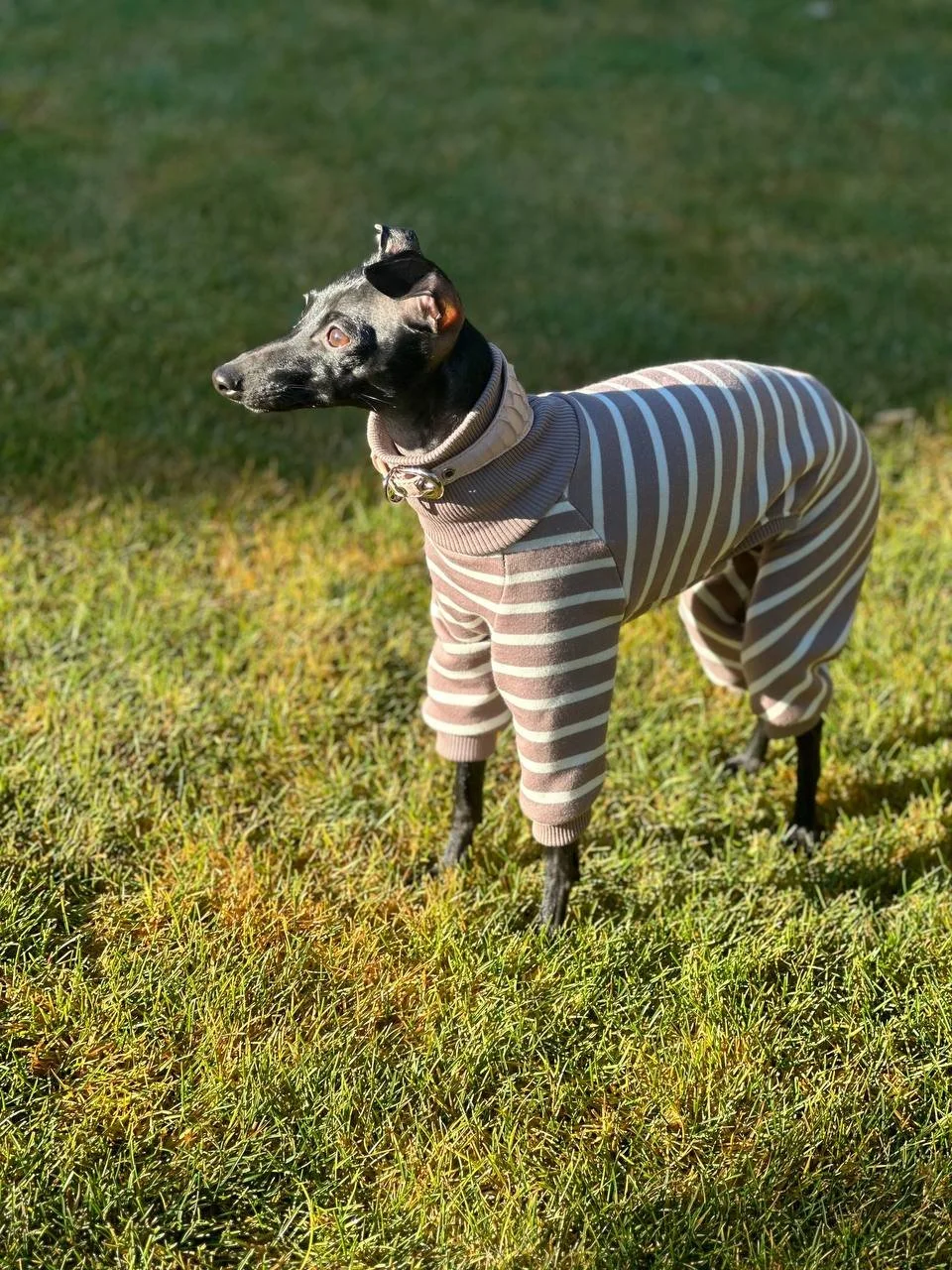 Two women pose with their dogs outdoors during autumn, with fallen leaves on the ground and a large tree in the background. The woman on the left has long brown hair and is holding a small dog in a red and white striped sweater. The woman on the right has curly blonde hair and is crouching next to her slender black dog dressed in a red sweater.