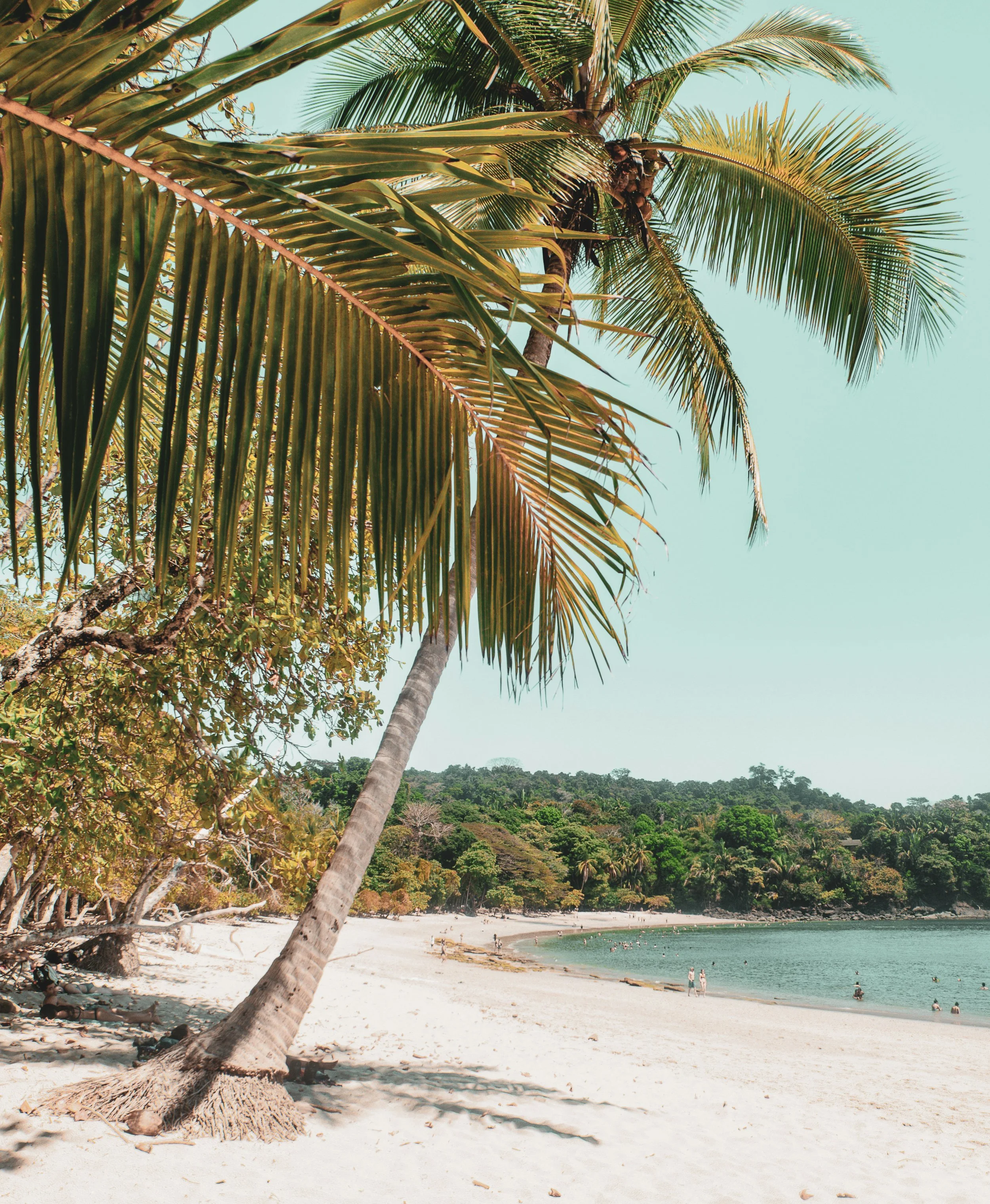 A tropical beach with a leaning palm tree over white sand and a calm ocean, lush green trees in the background, and a clear sky.