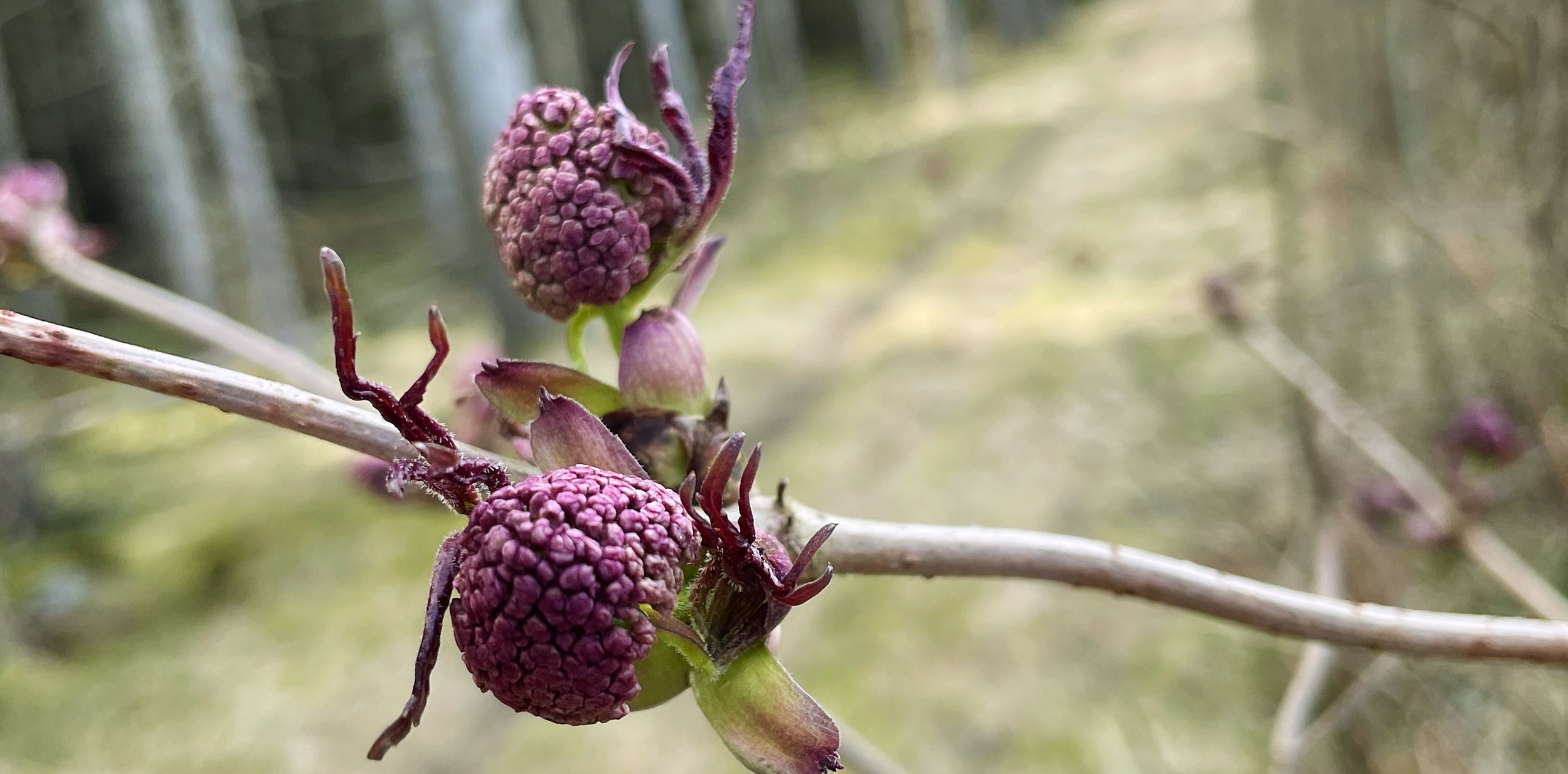 To lilla, lavendelaktige bær på en gren med skog i bakgrunnen. Et rolig naturmotiv.