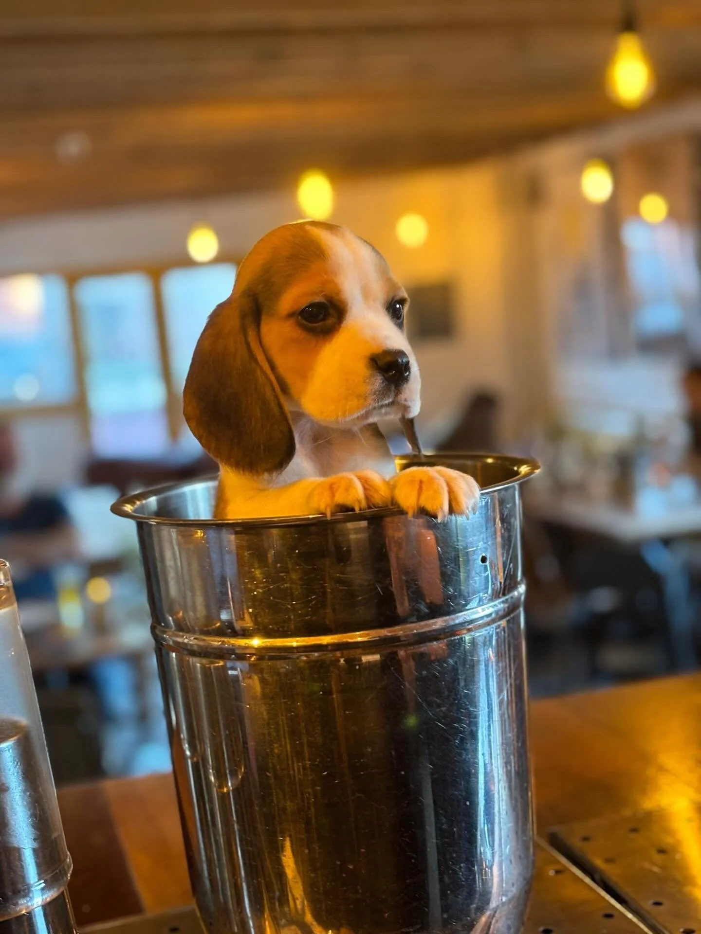 Happy National Puppy Day🐶🐾 Here&rsquo;s a little Pippin throwback to celebrate.

In case you didn&rsquo;t know, we are dog friendly &amp; love nothing more than when you bring your pups with you to the bar!🐕

p.s. our dm&rsquo;s are always open to