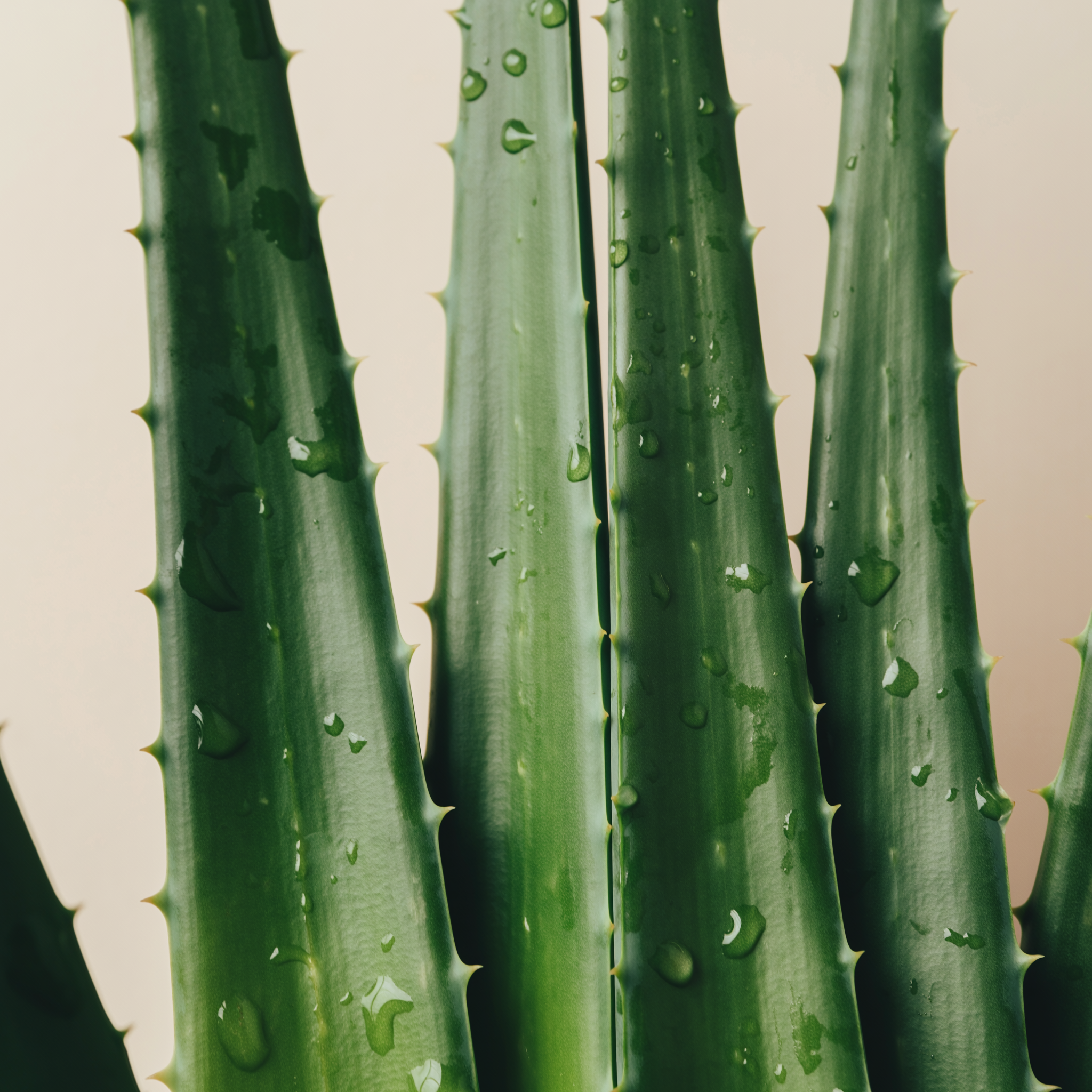 Close-up of green aloe vera plant leaves covered in water droplets.
