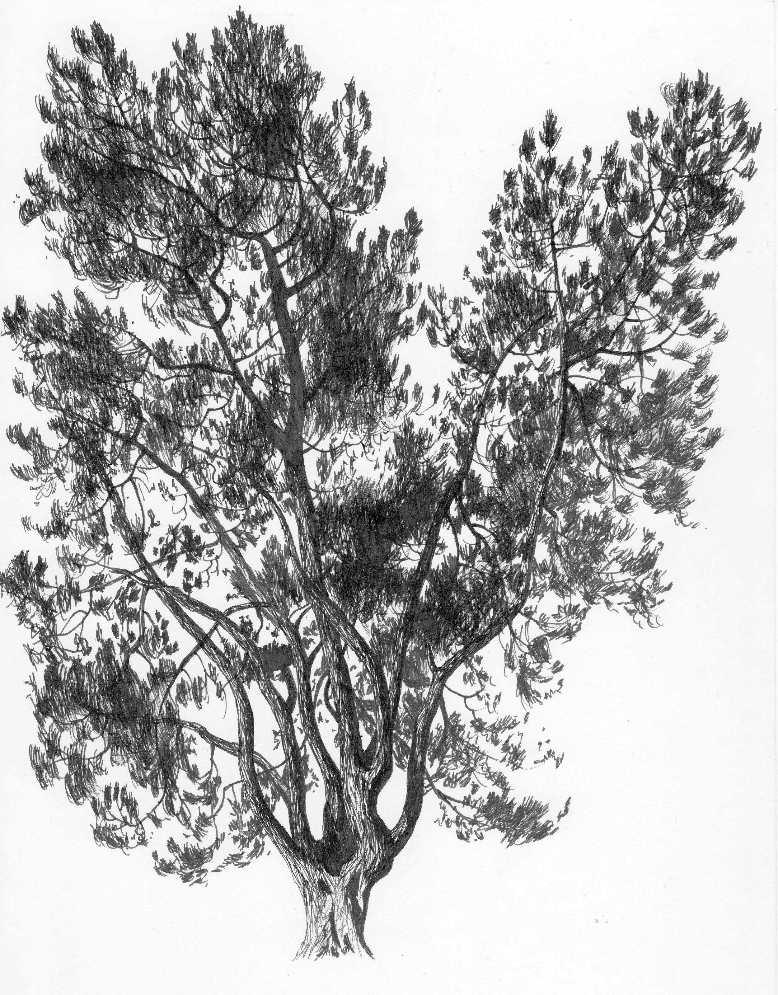 tolkien's pine.jpg