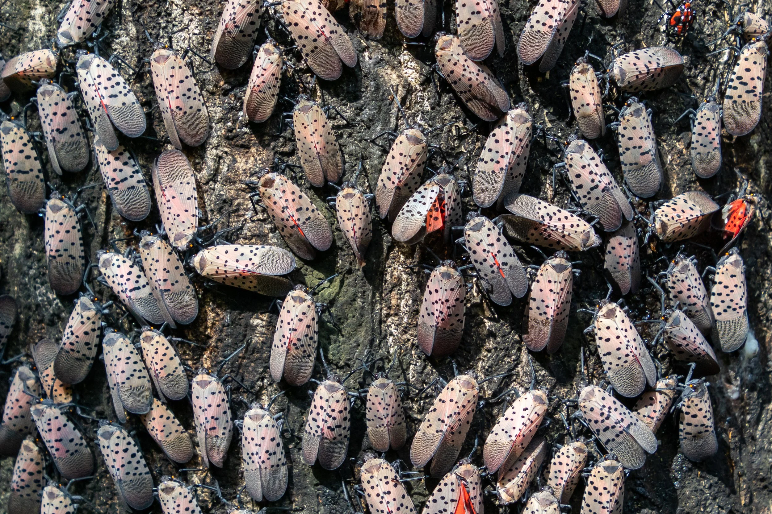 Invasive Species Managers — naughtweed
