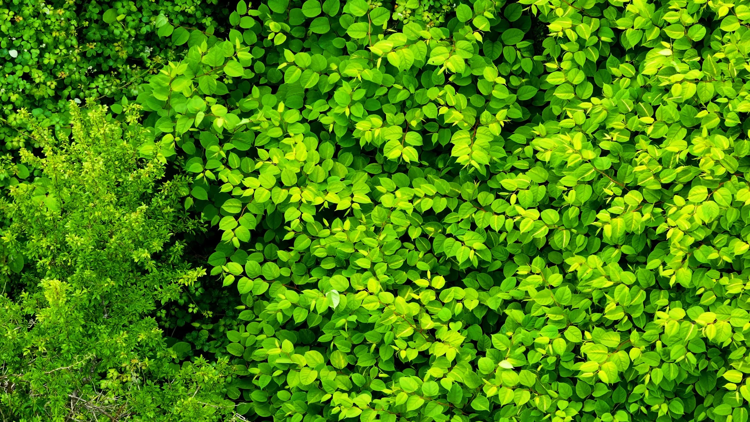 AdobeStock_1527114675.jpeg