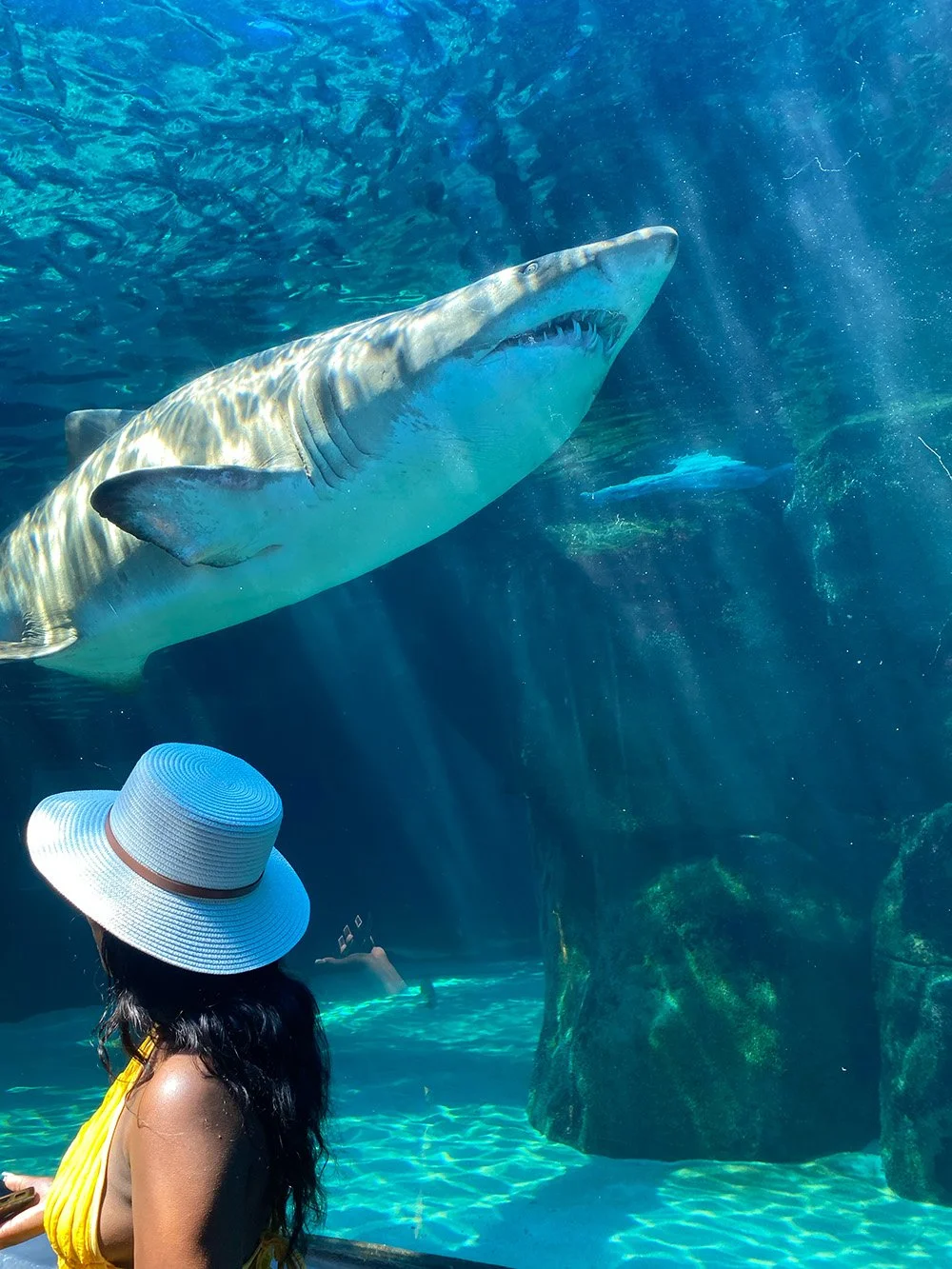 Een vrouw met een grote witte hoed en een gele top loopt langs een glazen aquarium naar een grote haai in het water.