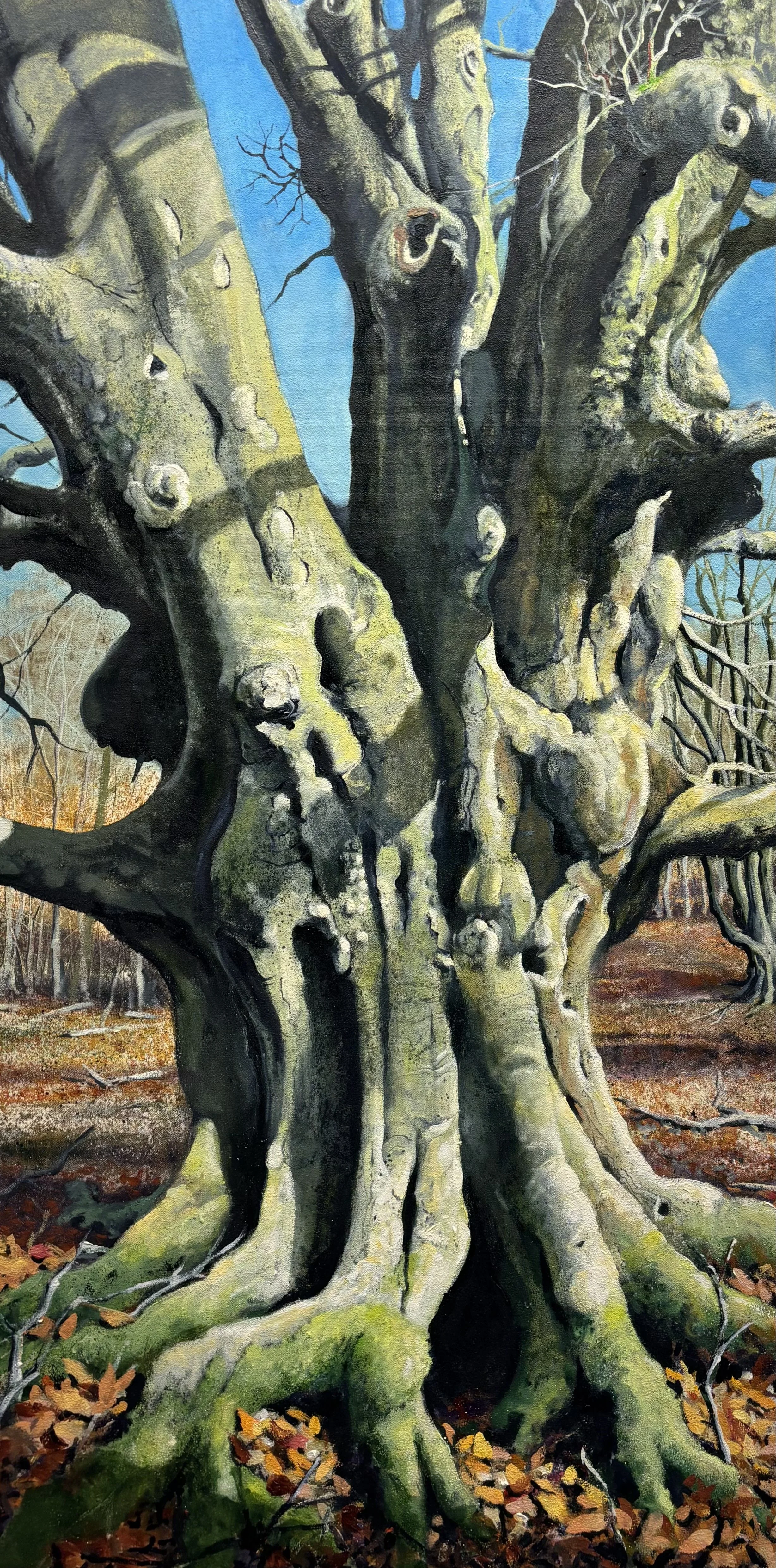 "Ancient Beech", Epping Forest 122x61cm / 48x24in £2350