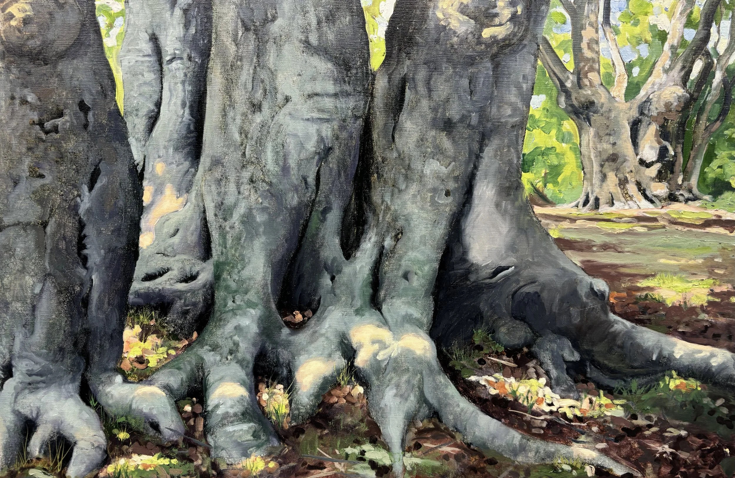 "Pollarded Beech Trees", Epping Forest 51x76cm / 20x30in £1100