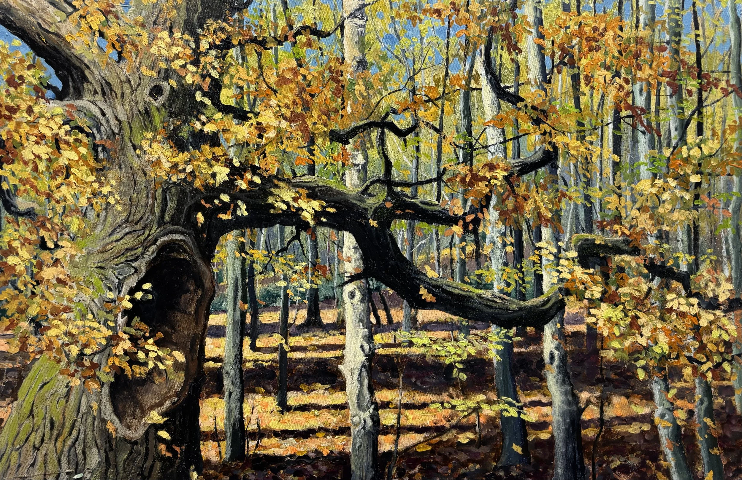 "Autumn Oak", Trent Park 61x91cm / 24x36in £1800