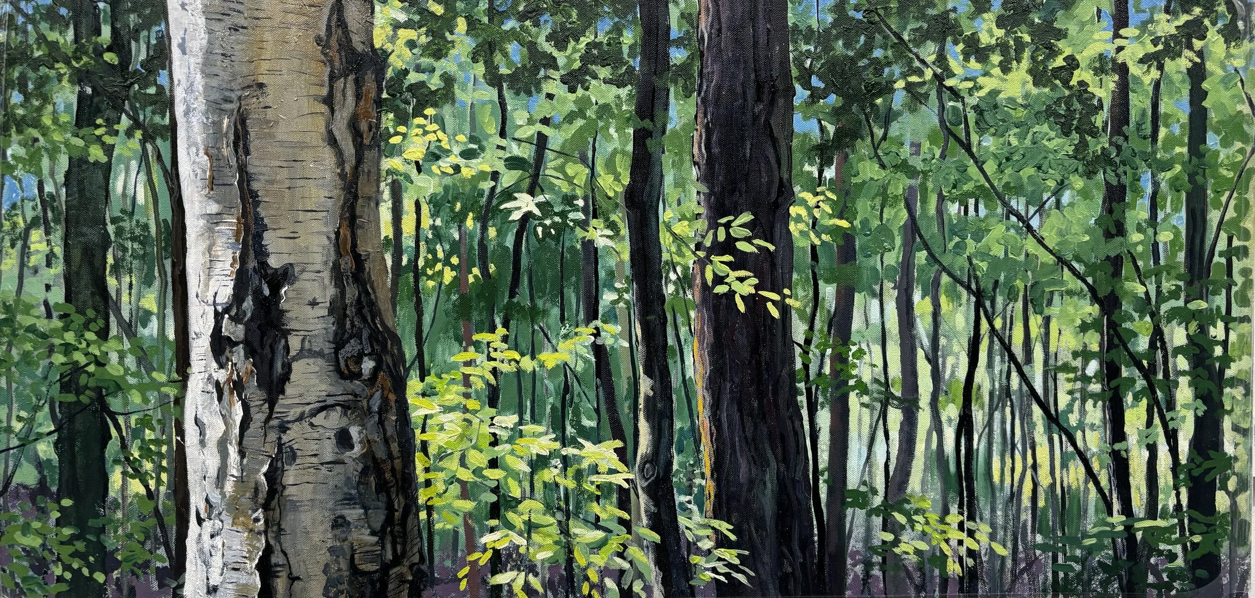 "Birch Beech Pine", Trent Park 46x91cm / 18x36in £1400