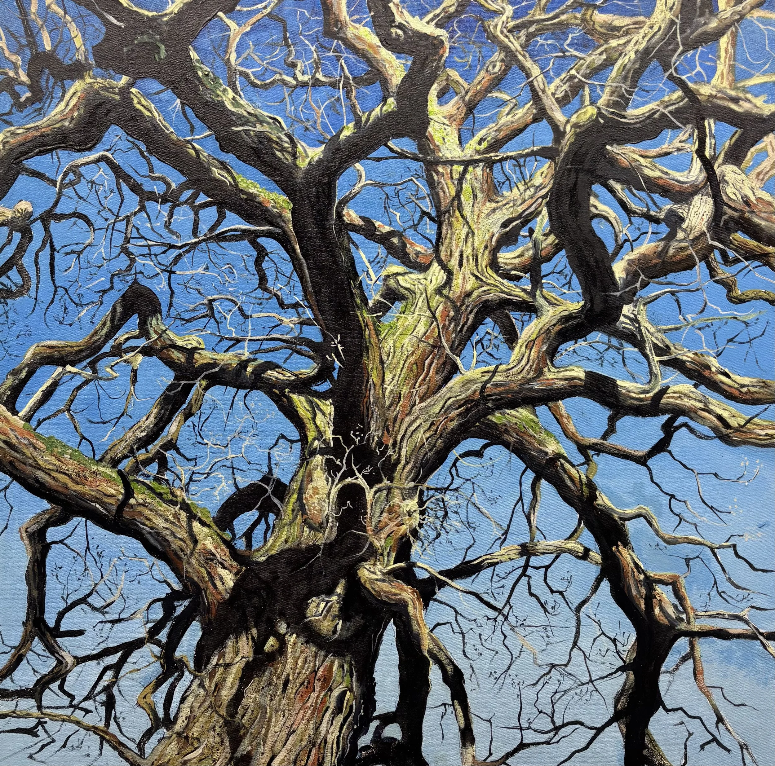 "Dancing Oak", Trent Park 76x76cm / 30x30in £1750