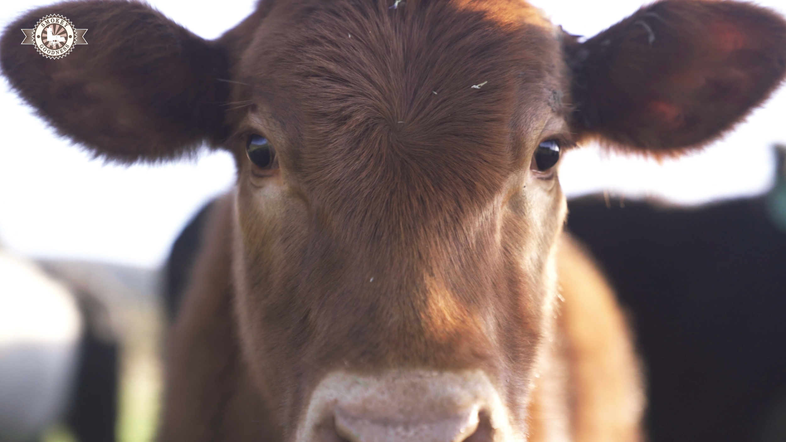 Sequence 01.00_01_39_16.Still009.png