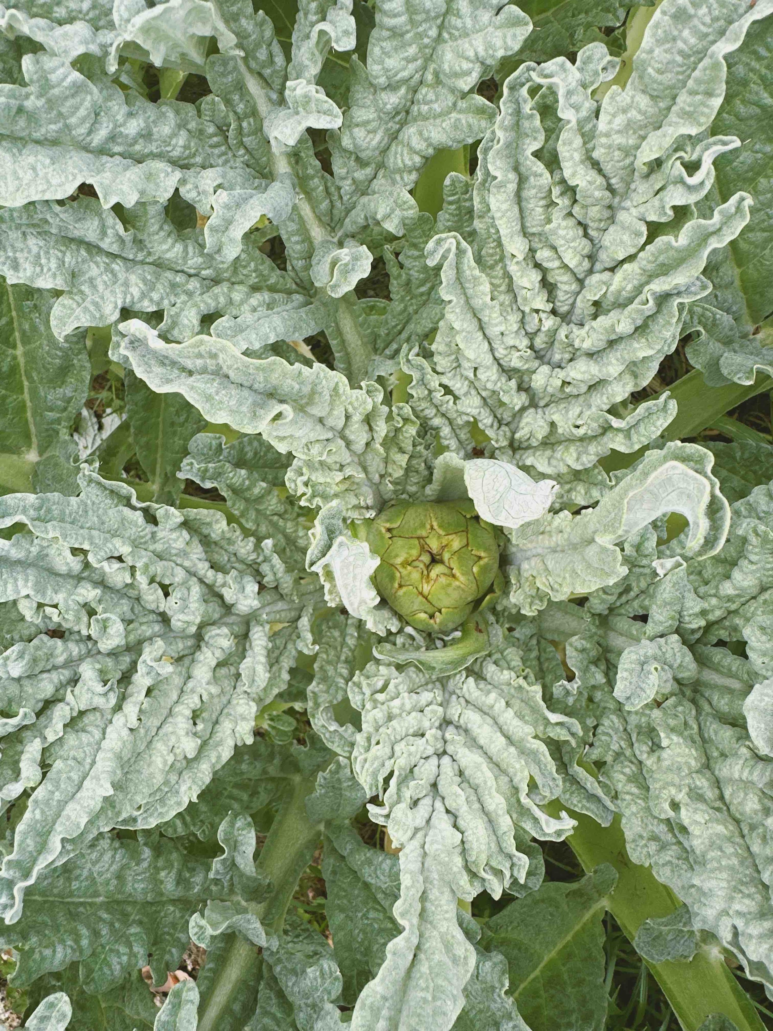 Close-up of a green, textured, crinkled leaf plant with artichokes at the center.
