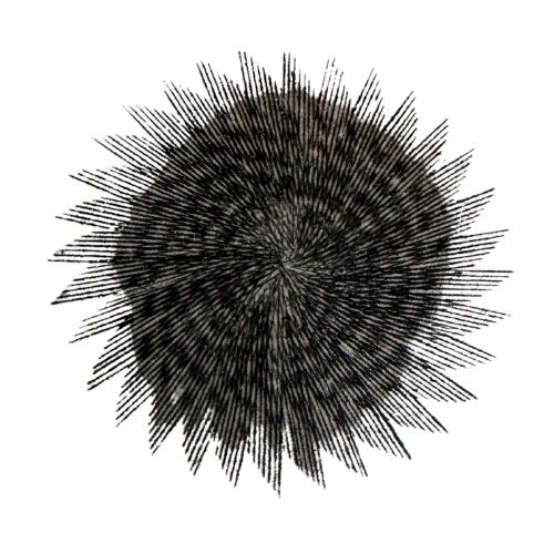 Close-up of a sea urchin with spiky protective spines.