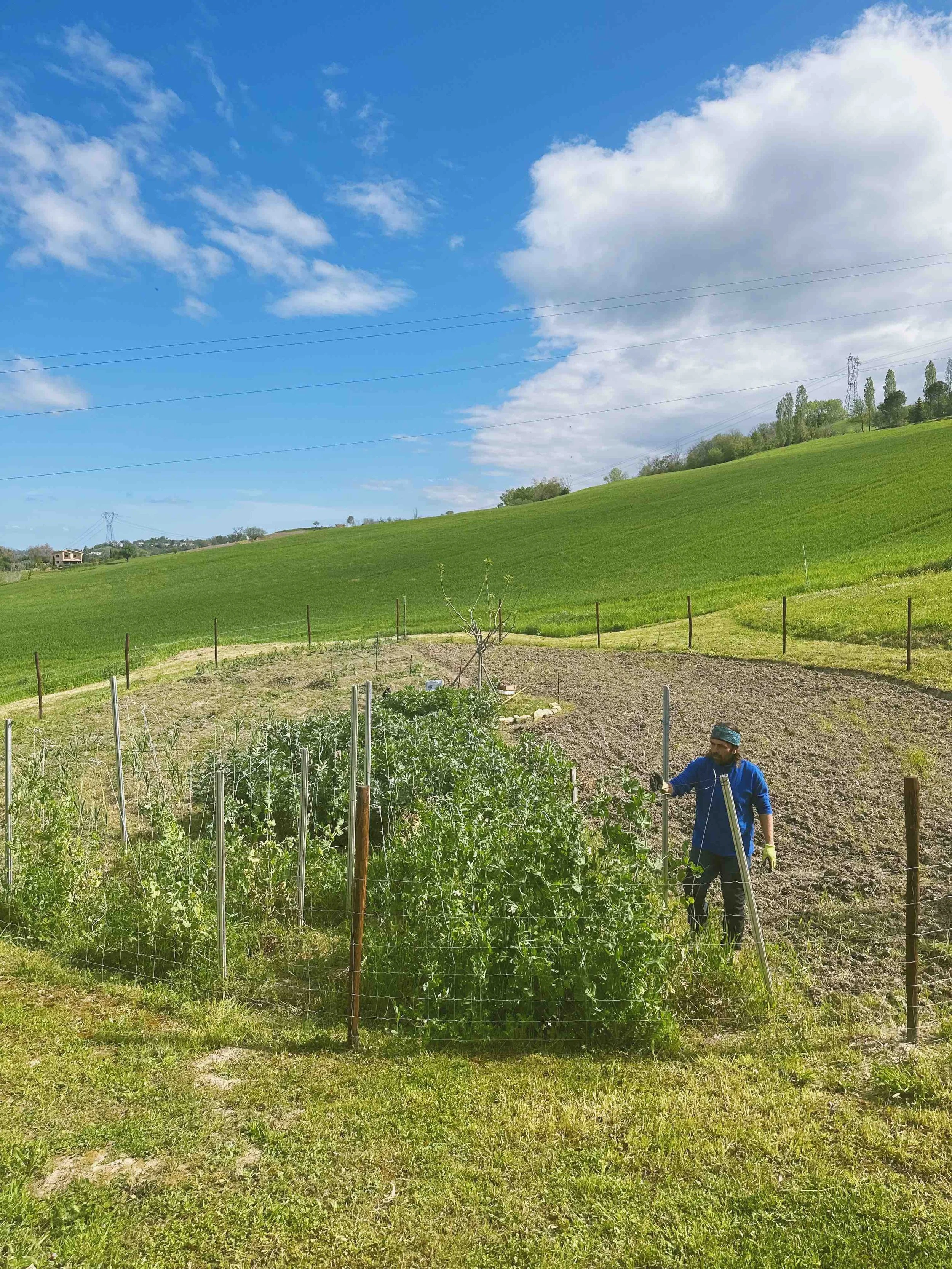 Giorgio working in the vegetable garden with green plants,  on a sunny day with a partly cloudy sky and rolling green hills in the background typical of Le Marche landscape