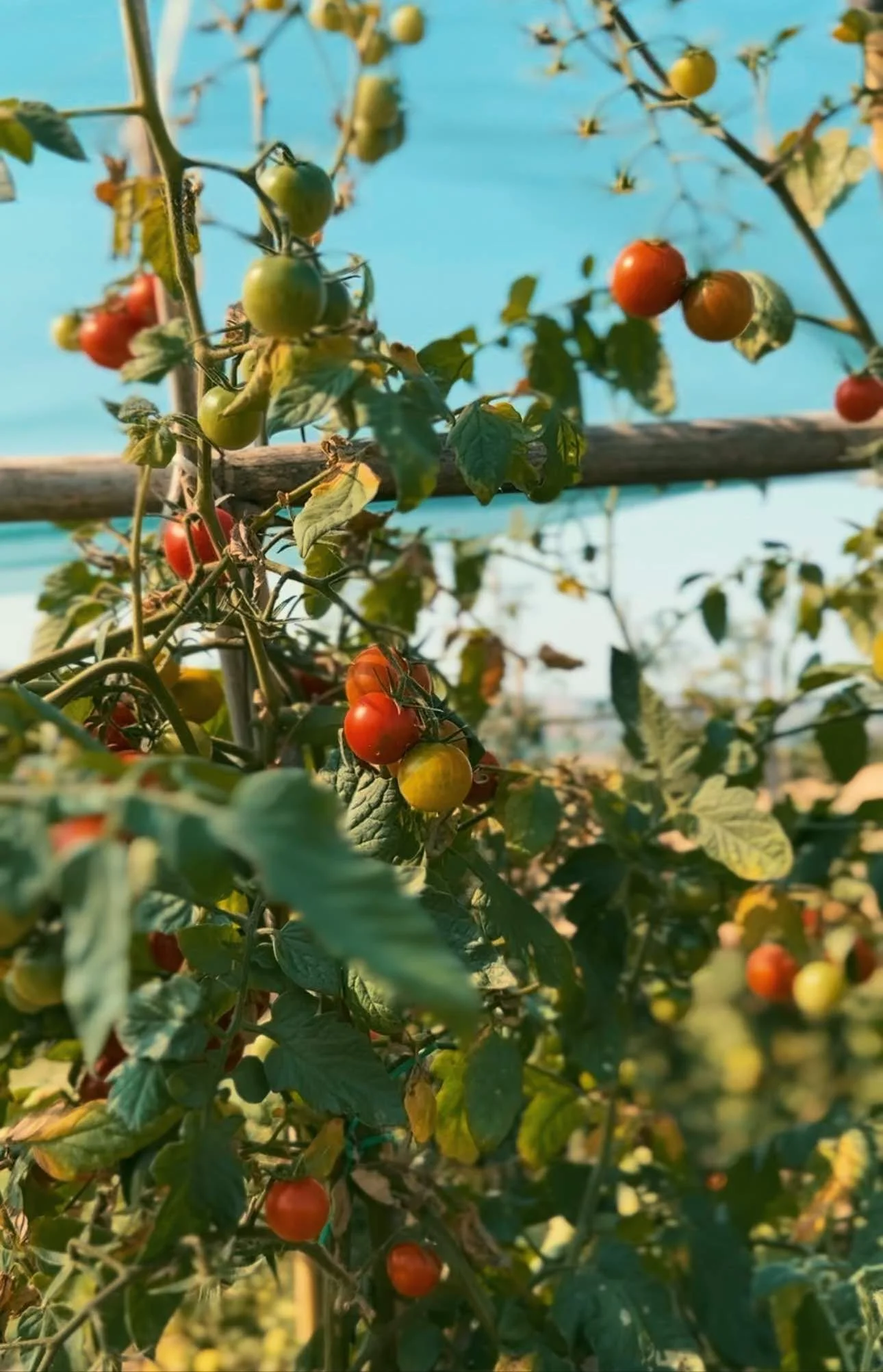 Tomato plants with ripe and unripe tomatoes growing on the vine, supported by wooden stakes in a sunny garden.