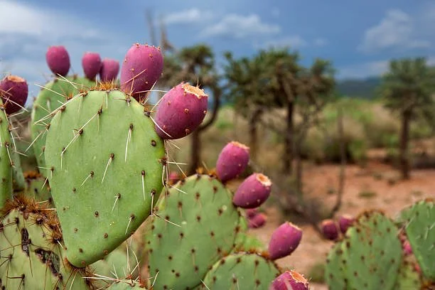 Close-up of prickly pear cactus with ripening purple pears in a desert landscape
