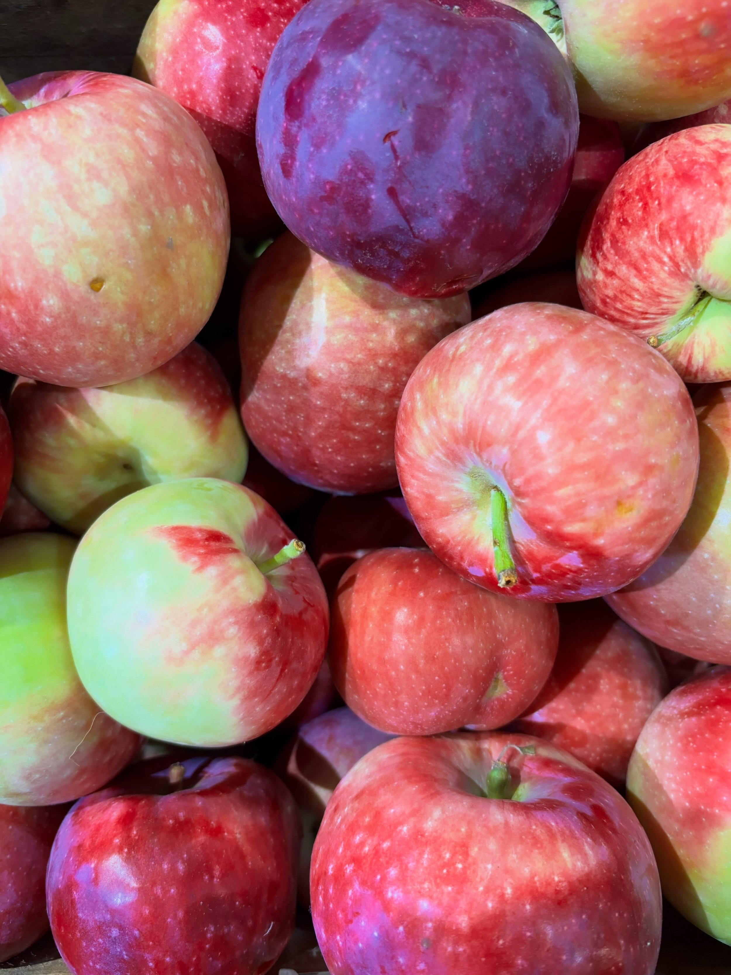 Local apples are here, and we are SO here for it! 👏👏

Nothing says fall quite like that first crisp, juicy bite of a local apple 😋🍂 

We&rsquo;ve got some seriously delicious varieties rolling in from some of our fave local orchards:

🍎Worcester