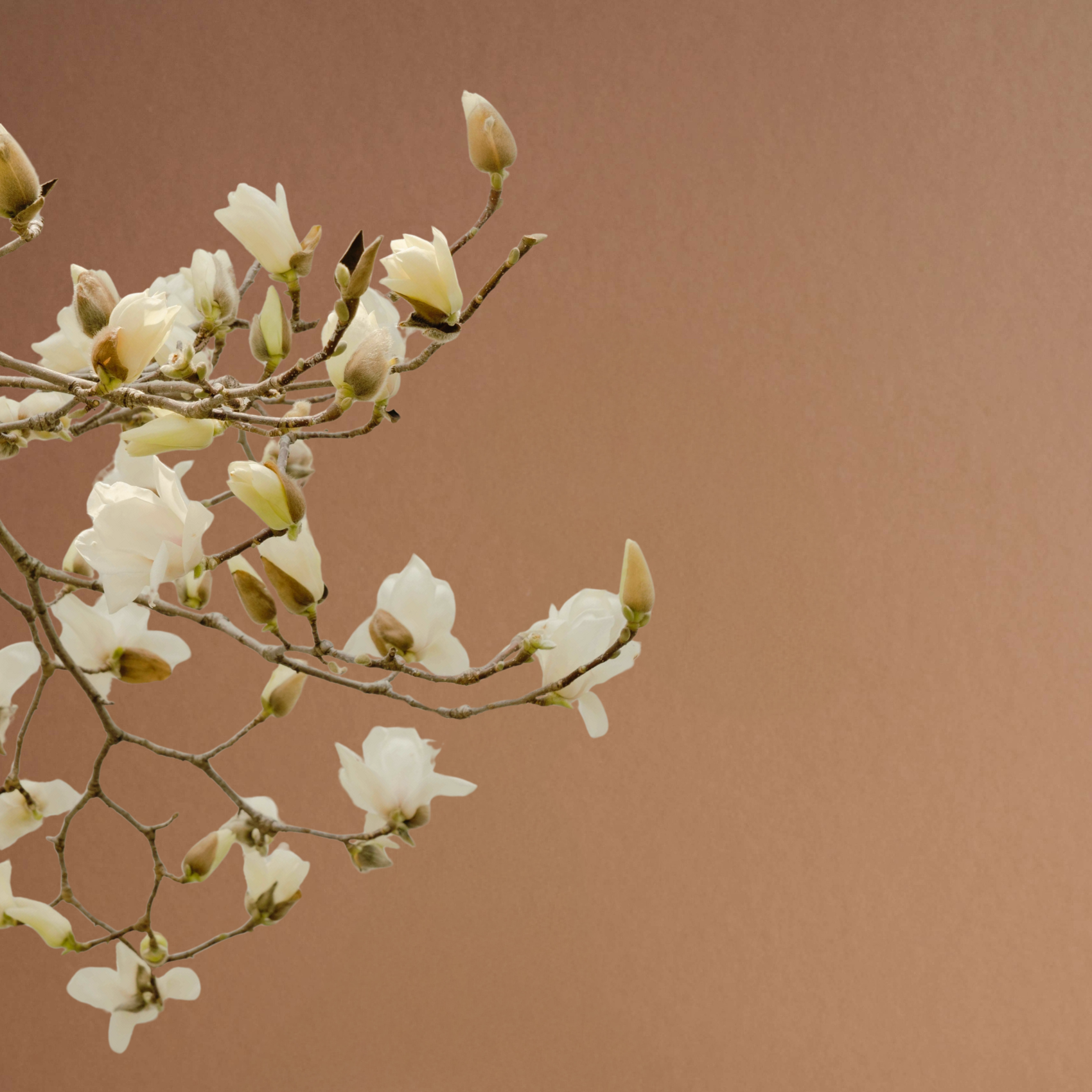 Close-up of white magnolia flowers and buds on a branch against a plain beige background.