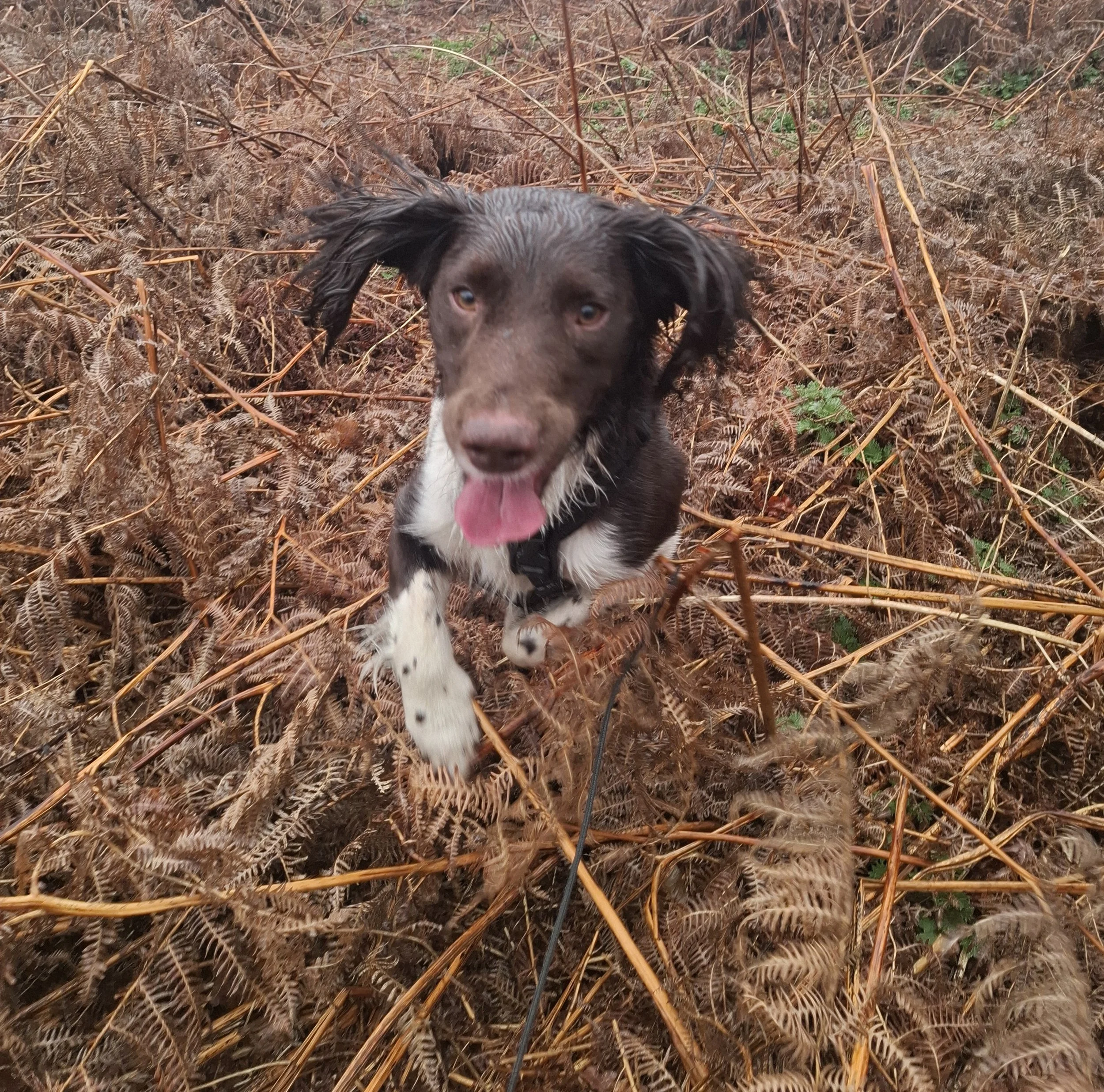 Very happy Spaniel in the undergrowth