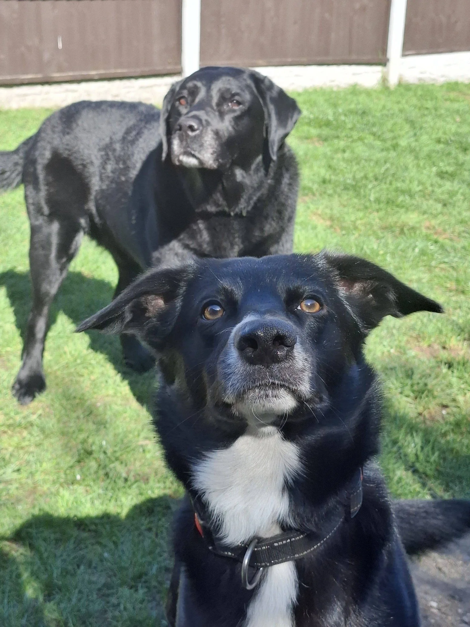 Black labrador and collie mix having a play in the garden