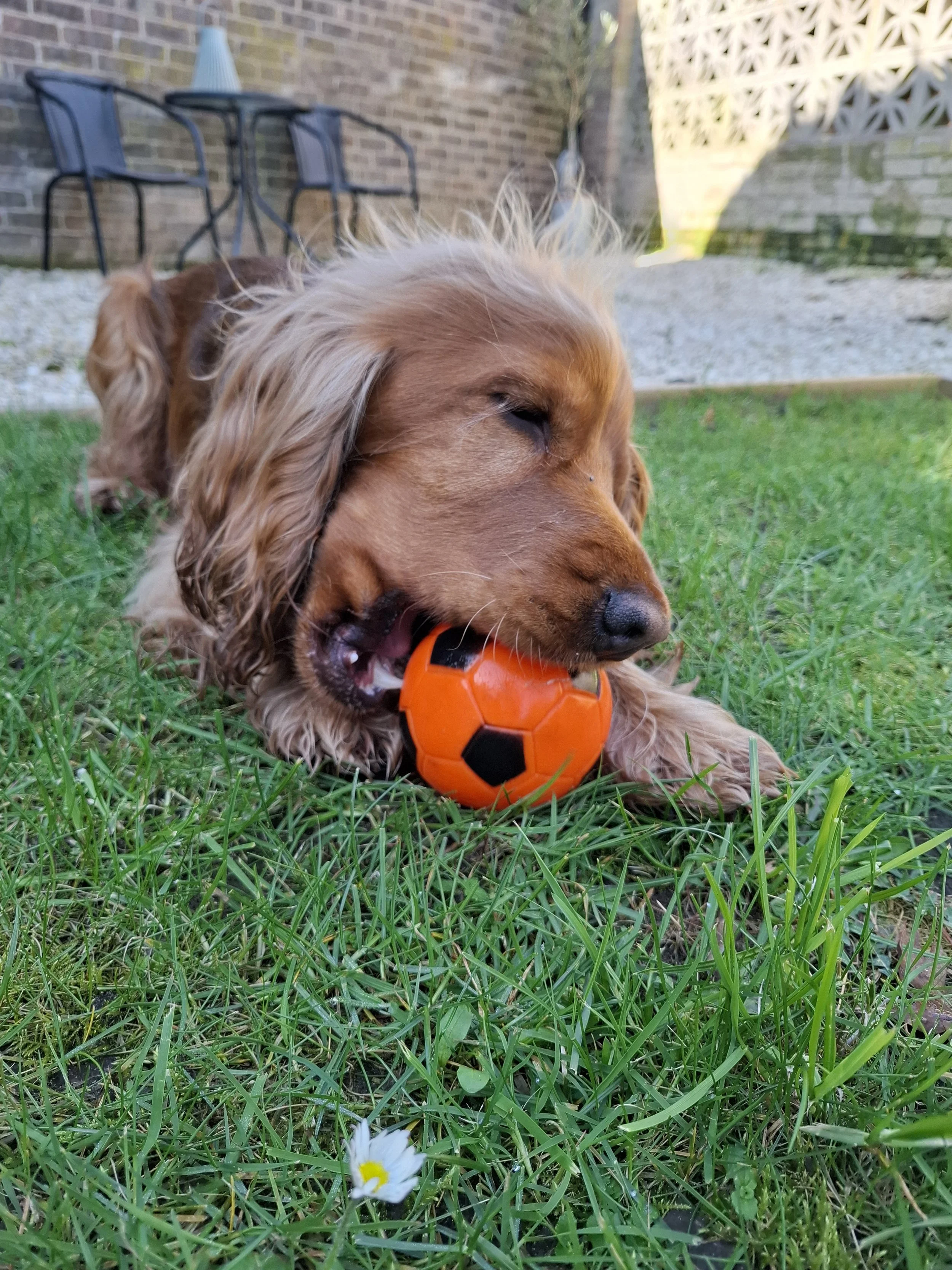 Cocker spaniel enjoying some time in the garden playing with a ball