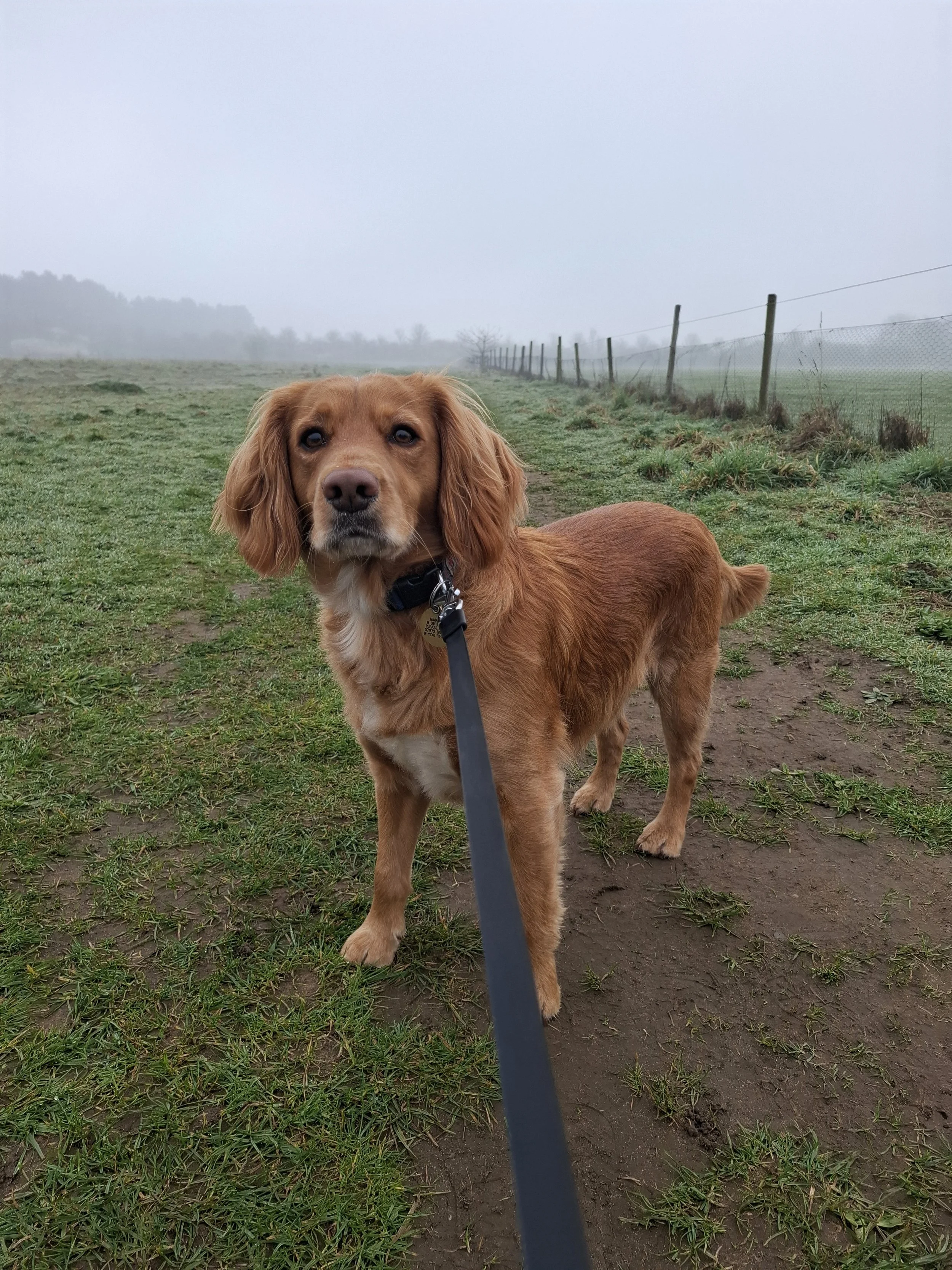 Spaniel enjoying a foggy mornings walk in Blaxton