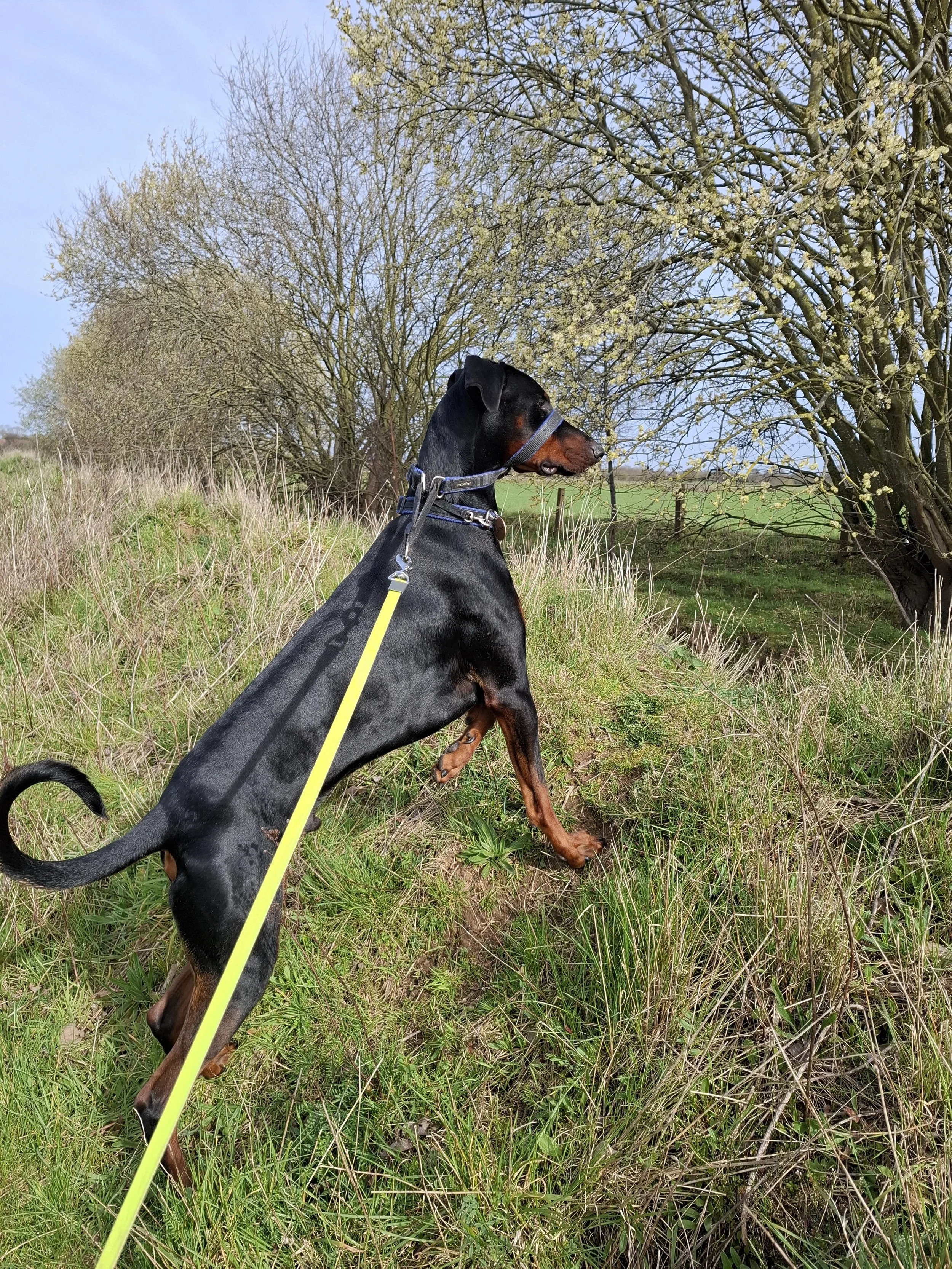 Doberman enjoying a walk in Finningley