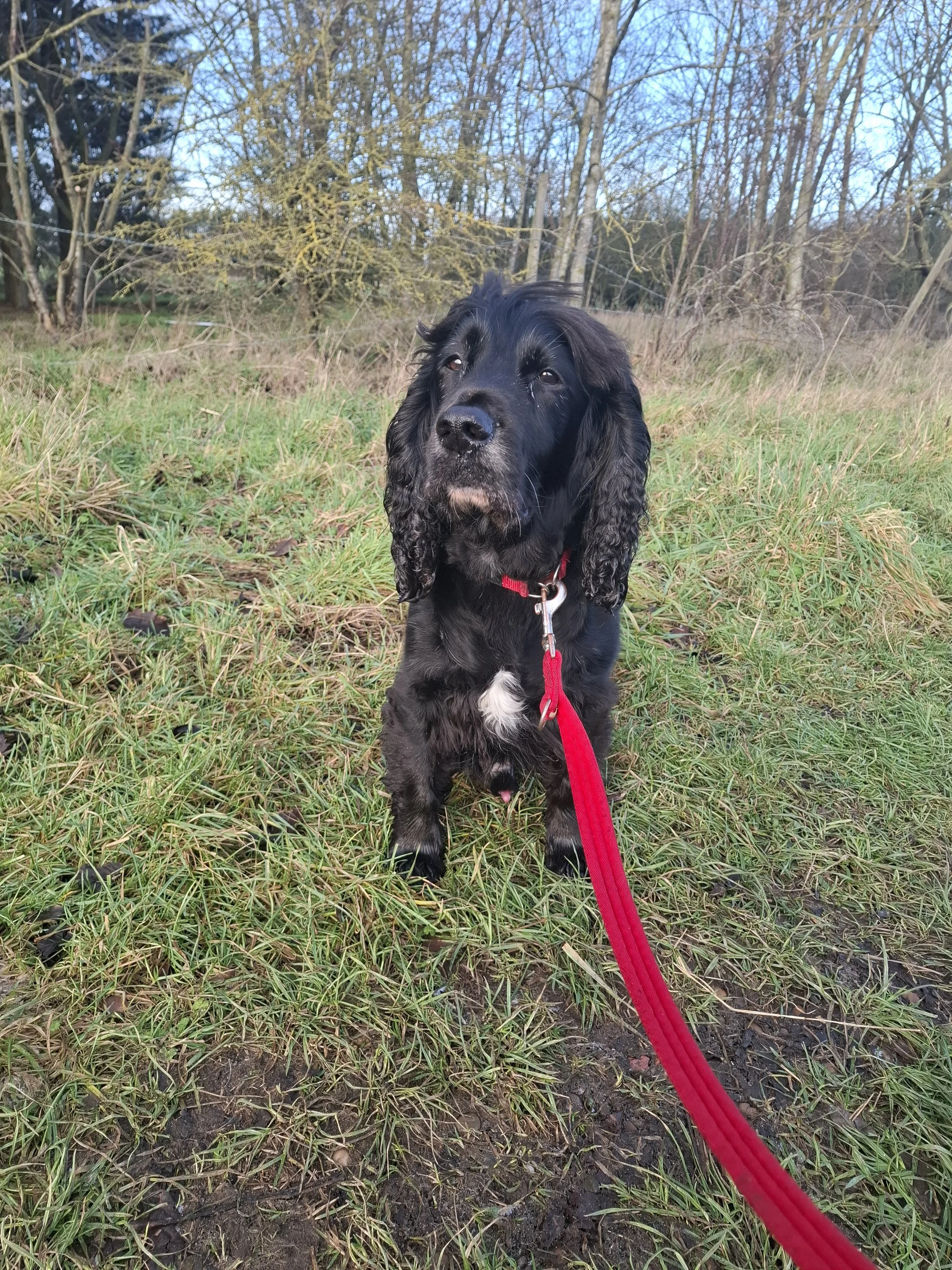 Beautiful Black Spaniel Enjoying a Walk at the Bull field in Blaxton
