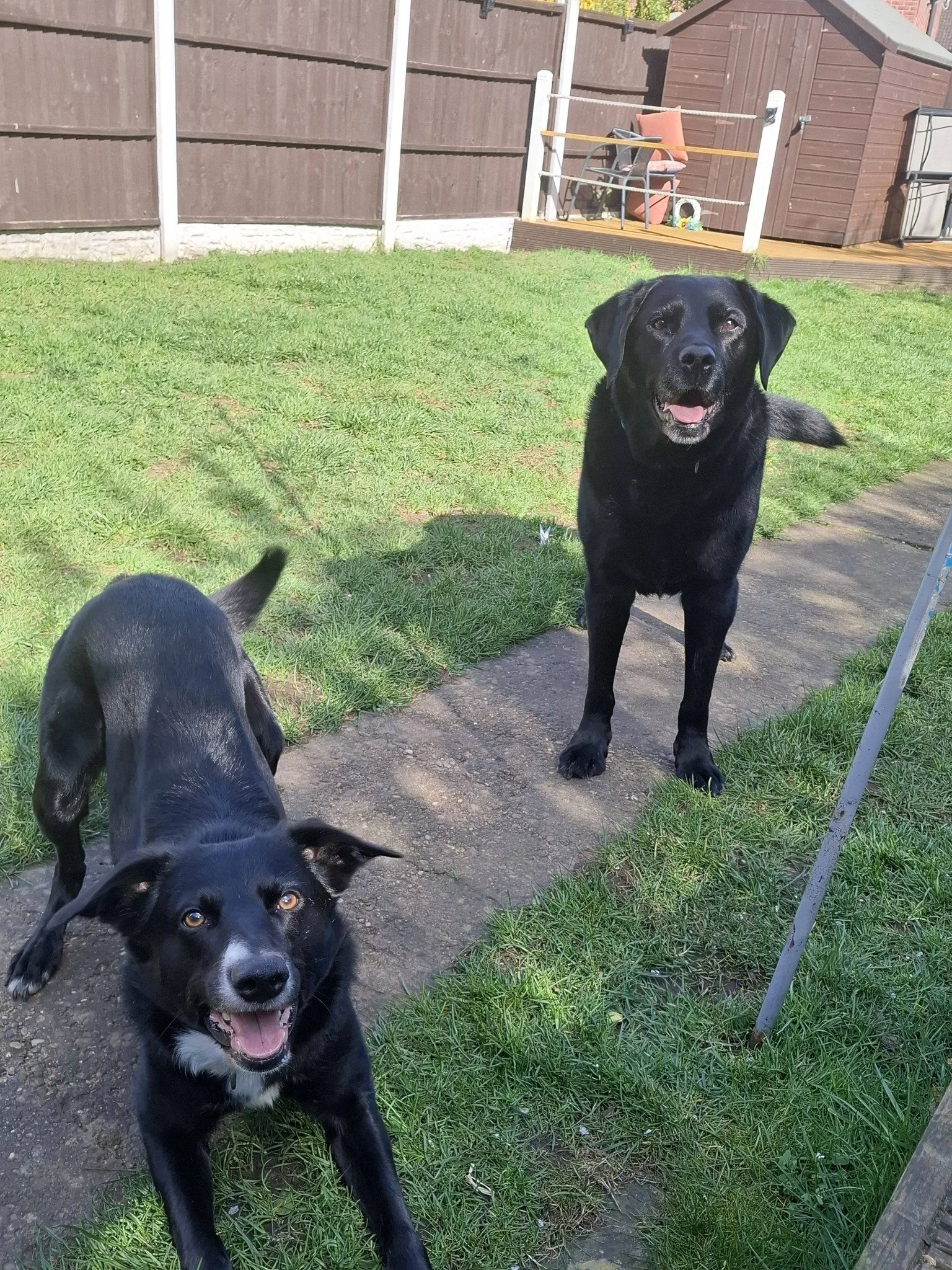 Black labrador and collie mix on a playdate