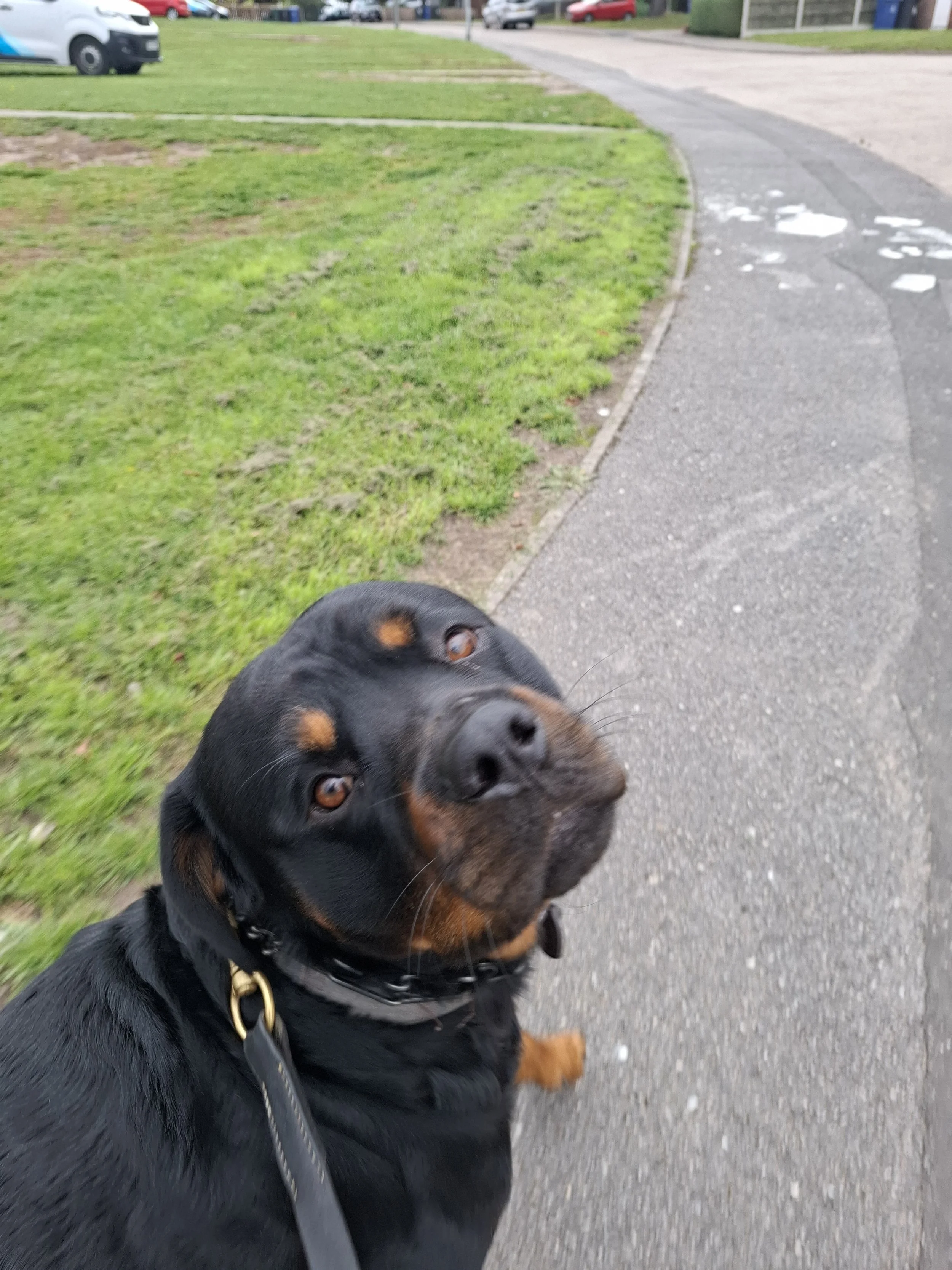Dave the Rottweiler in Auckley