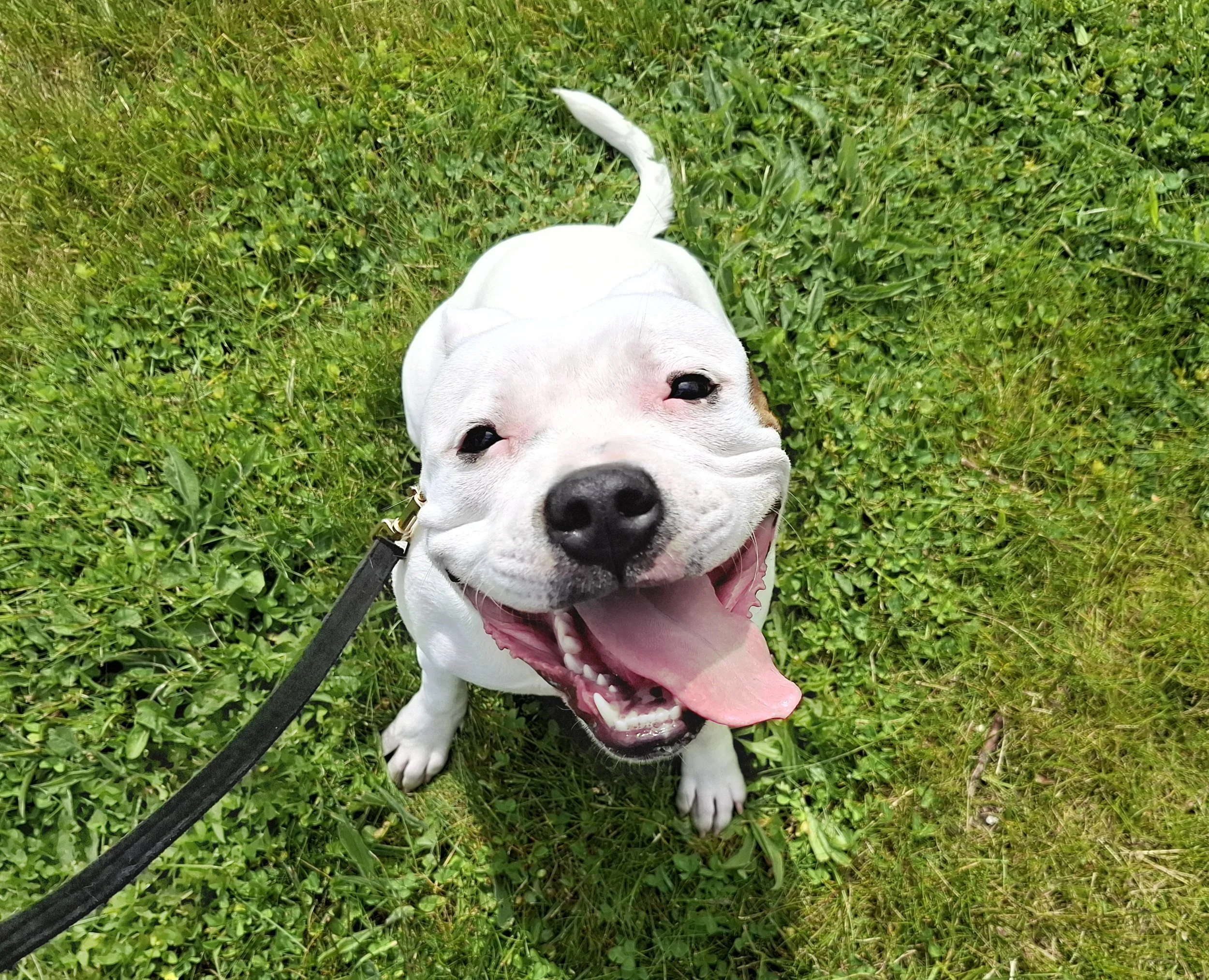 Happy staffie on a walk in Wroot
