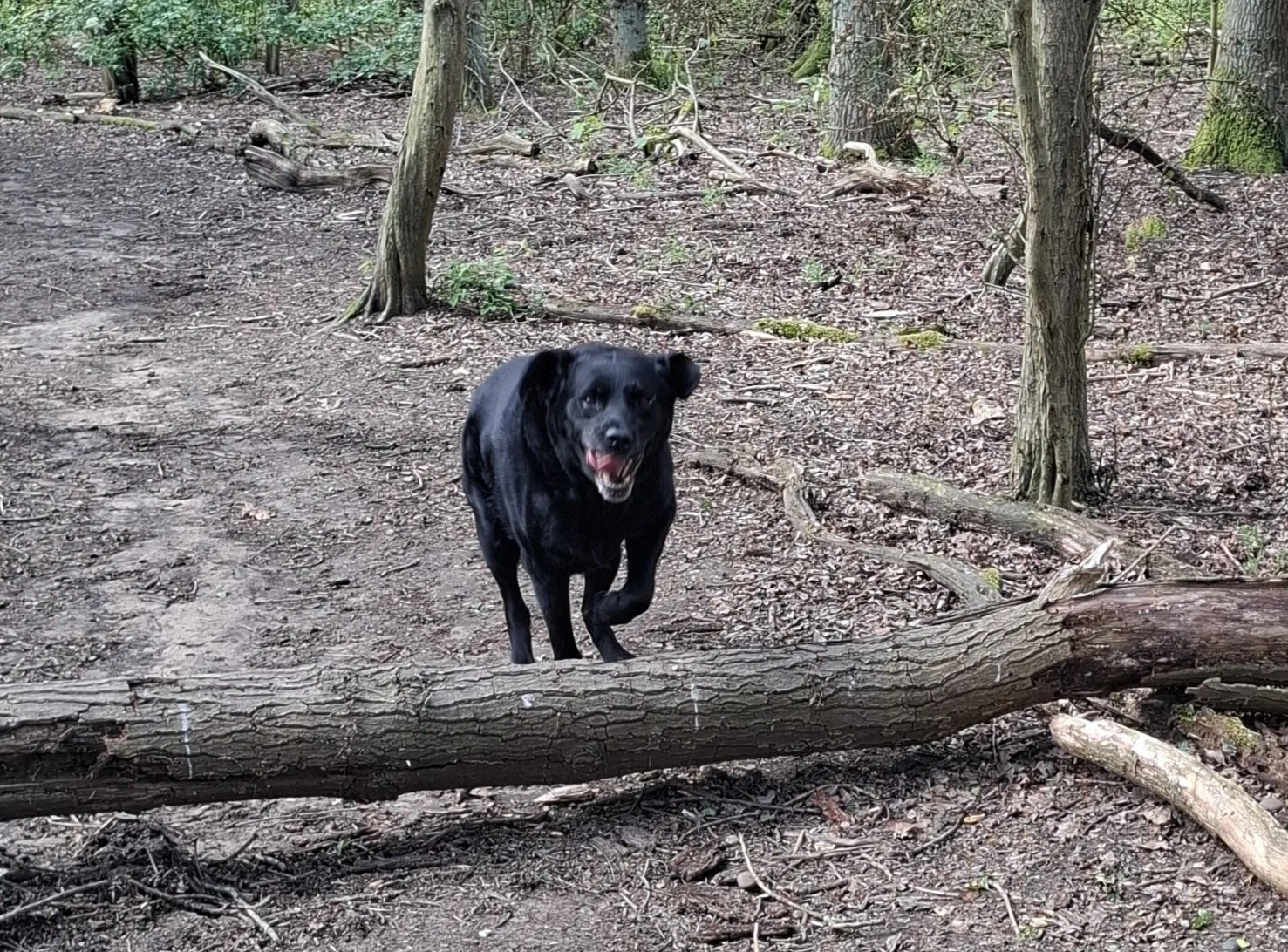 Black labrador jumping over a log in the woods