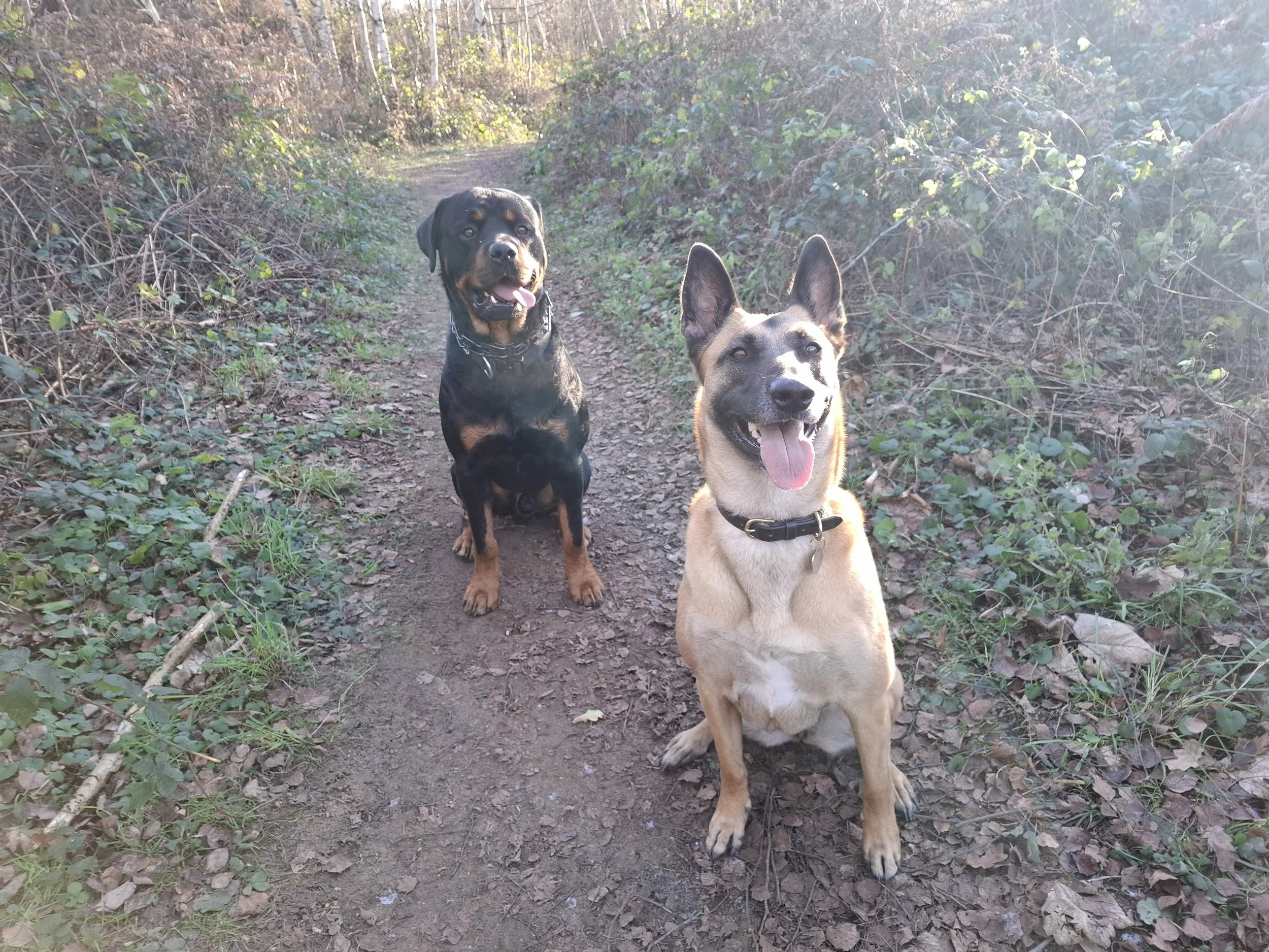 A Malinois and a Rottweiler enjoying a walkin Austerfield