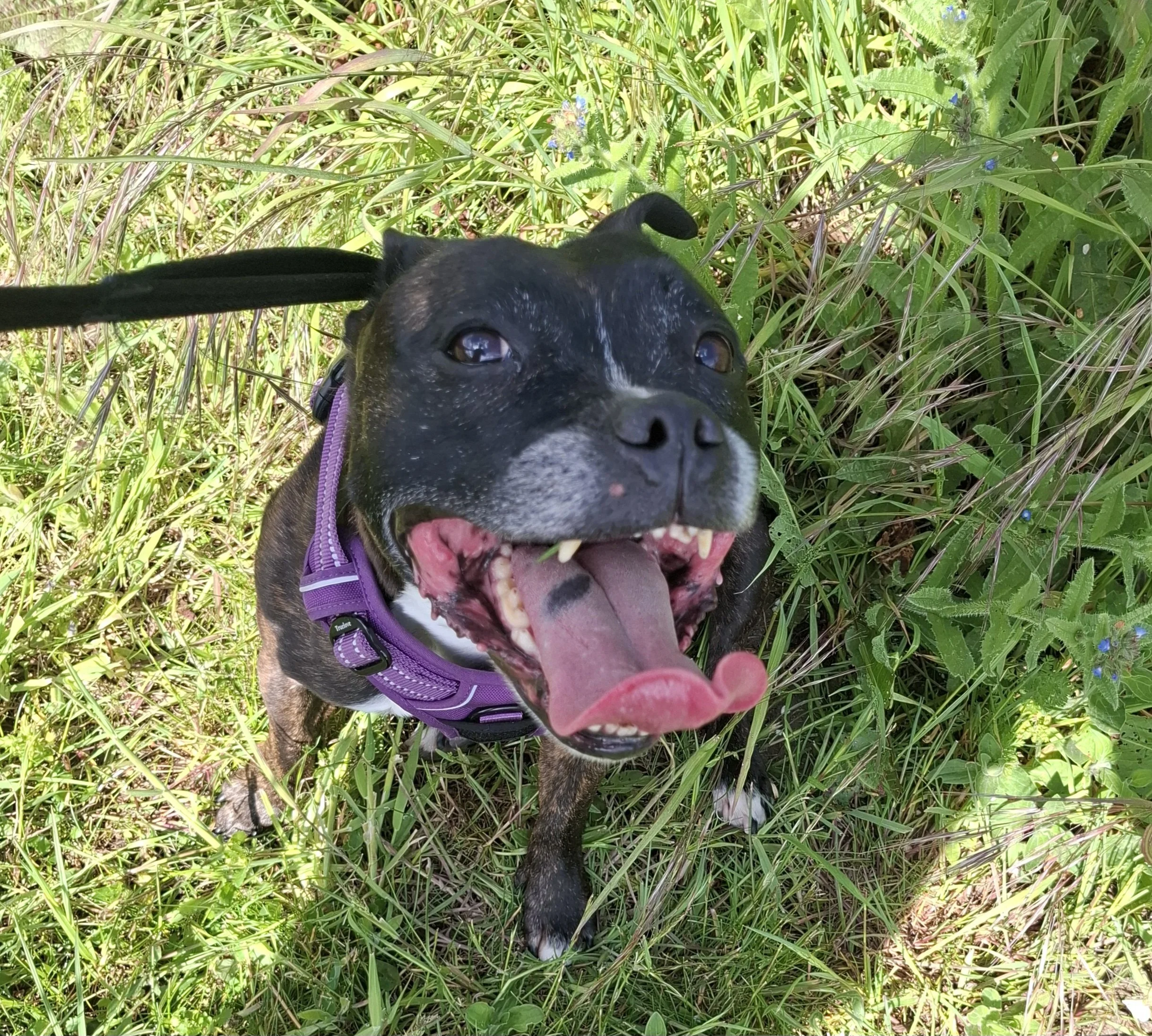 Happy Staffie enjoying a walk on a summers day