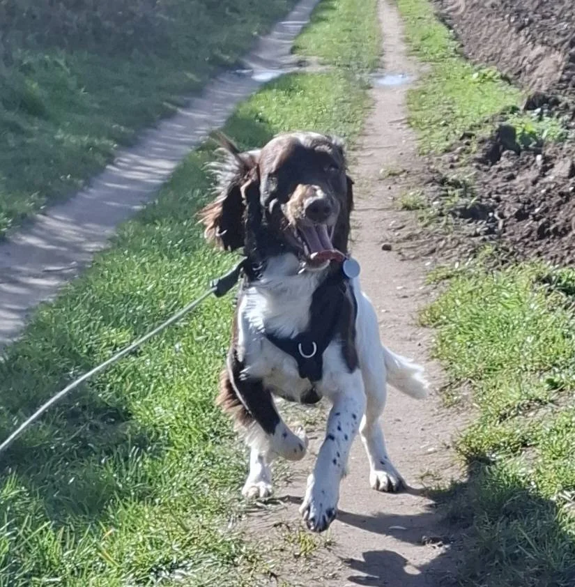 Happy running springer spaniel in Auckley
