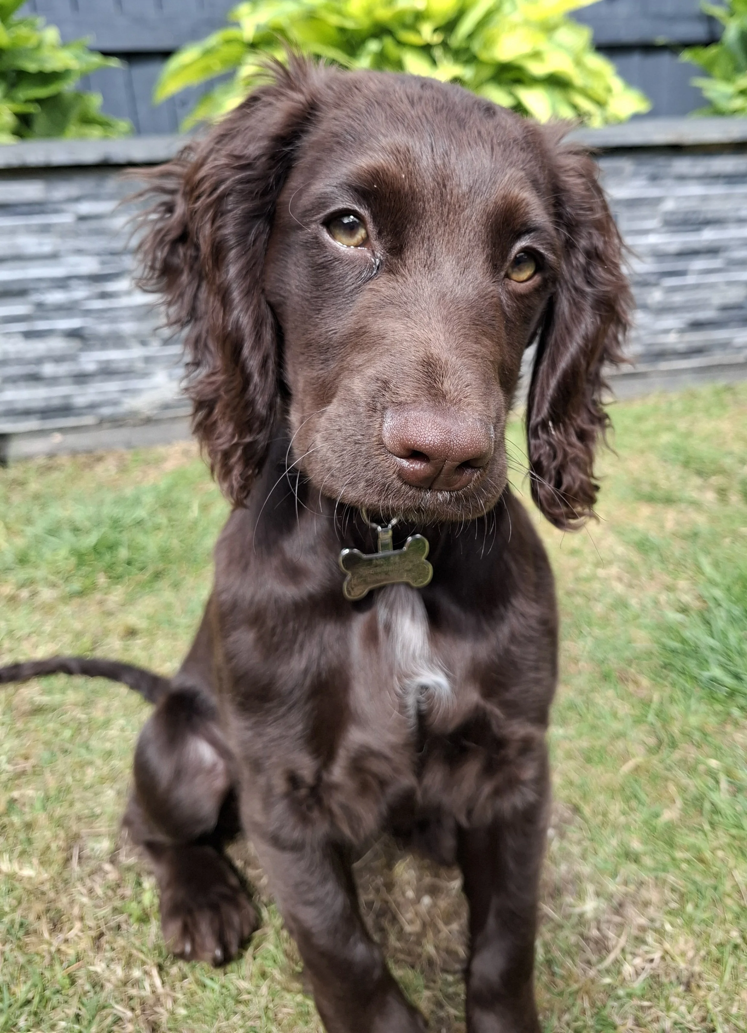 Gorgeous cocker spaniel puppy looking at the camera