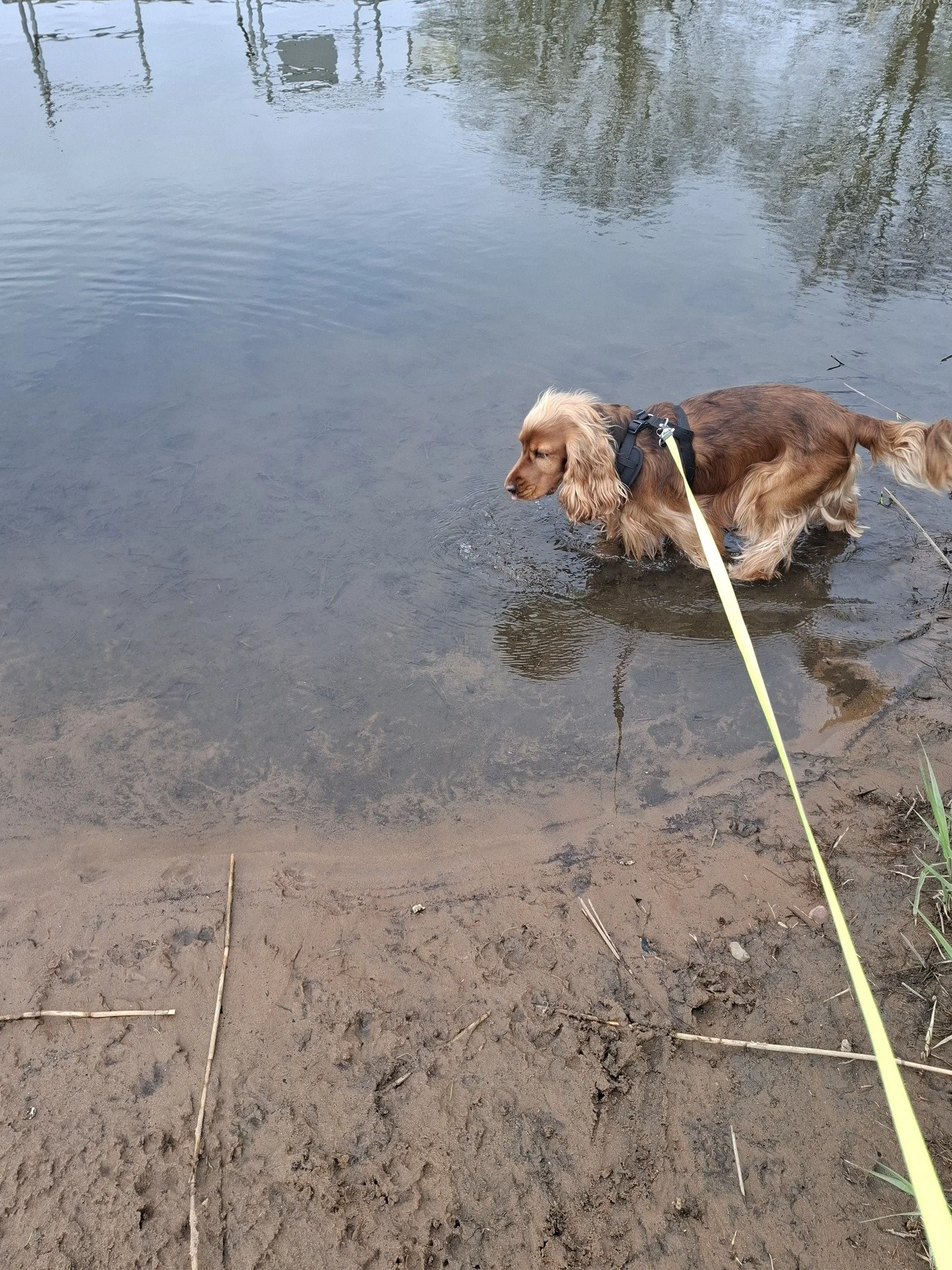 Cocker spaniel having a paddle in the river