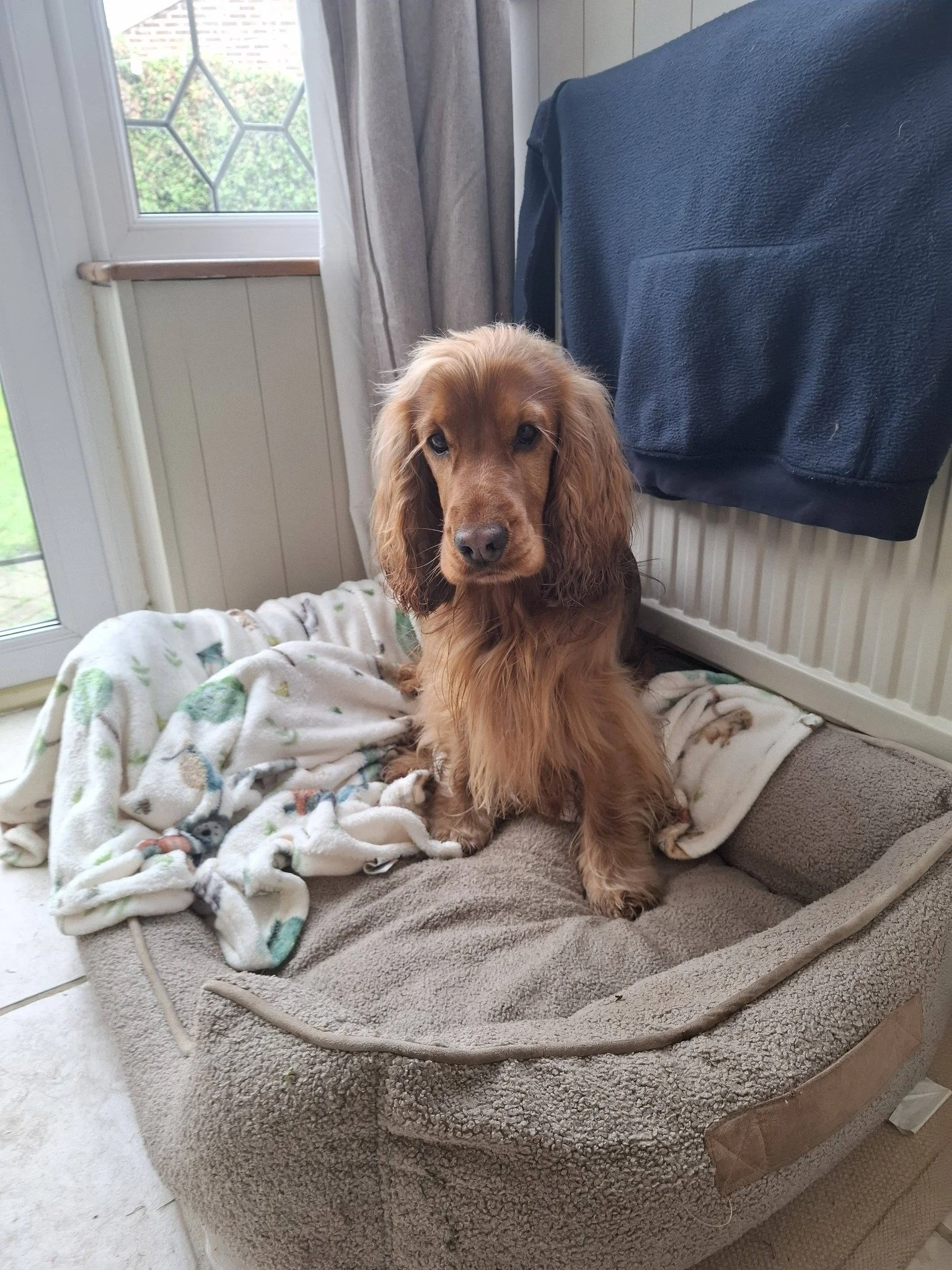 Cute cocker spaniel relaxing after a walk
