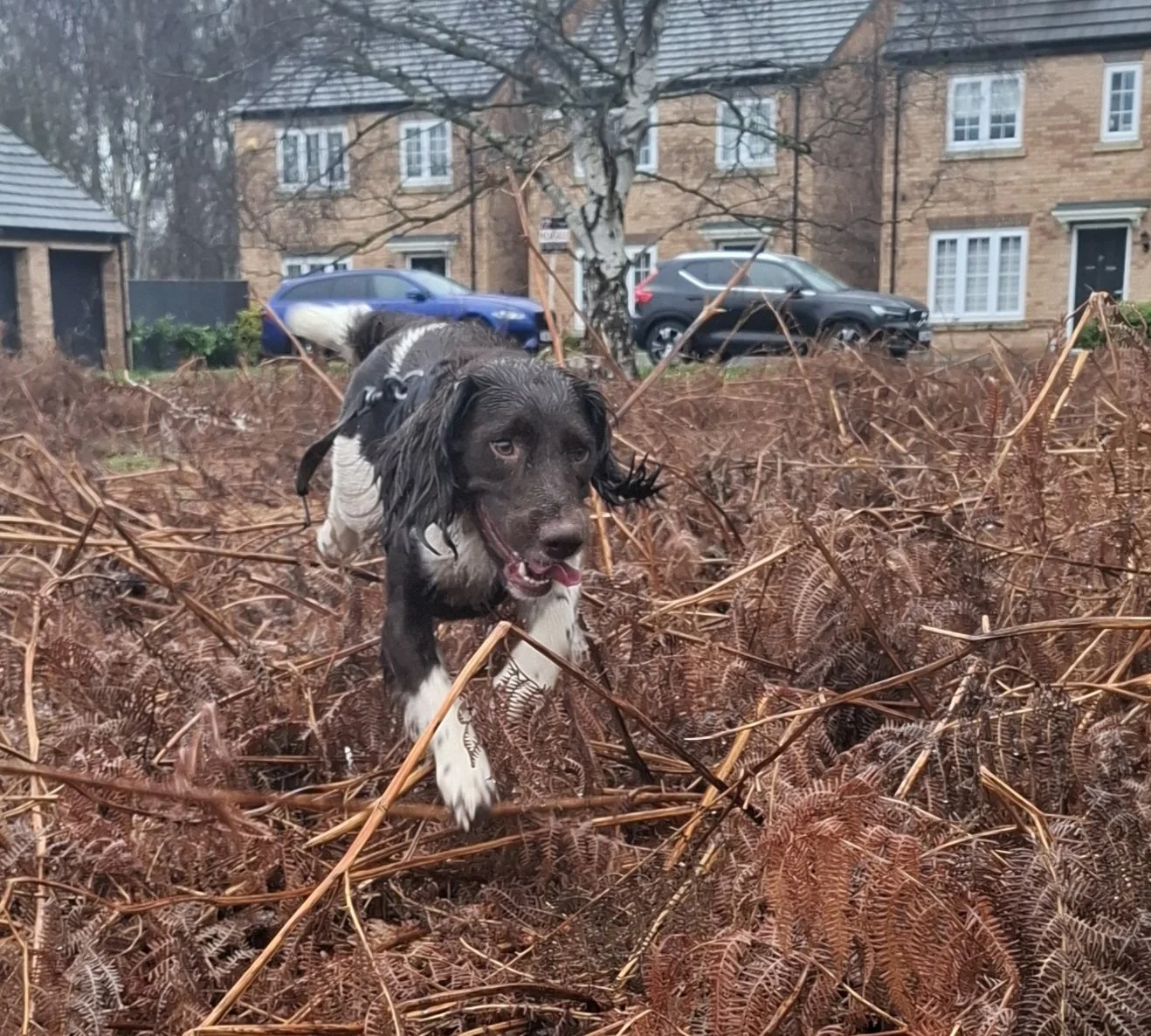 Happy spaniel in the undergrowth on a wet day in Auckley