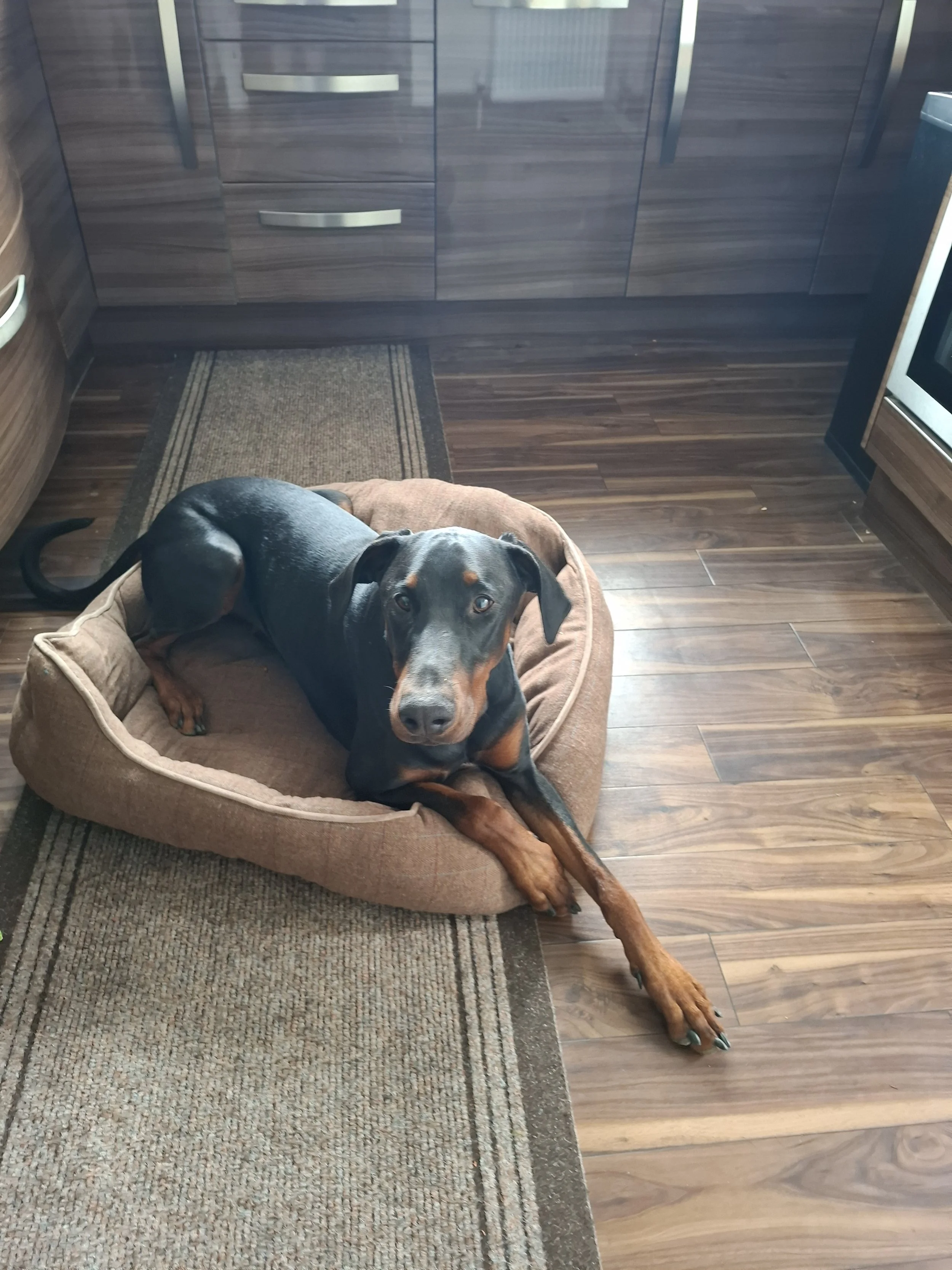 Doberman relaxing at home