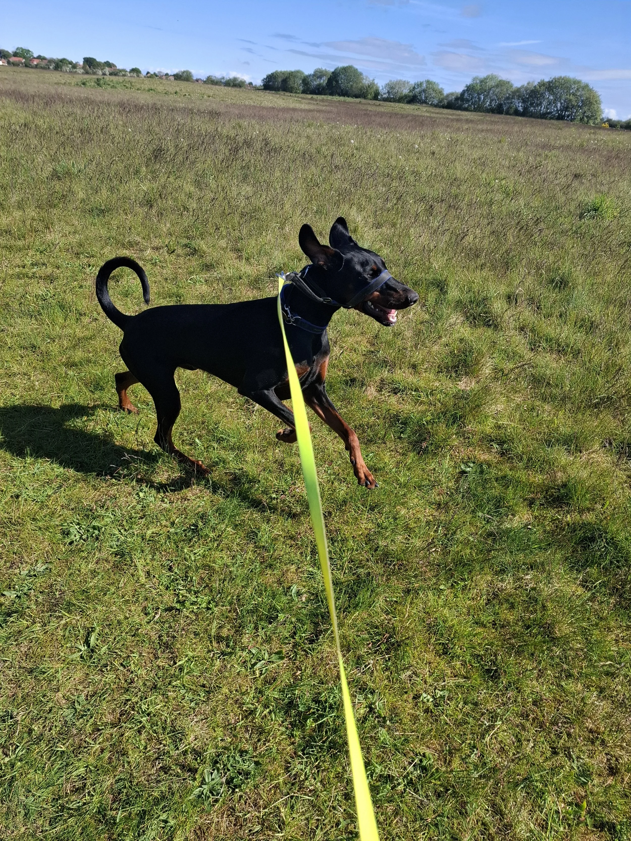 Happy doberman enjoying a run