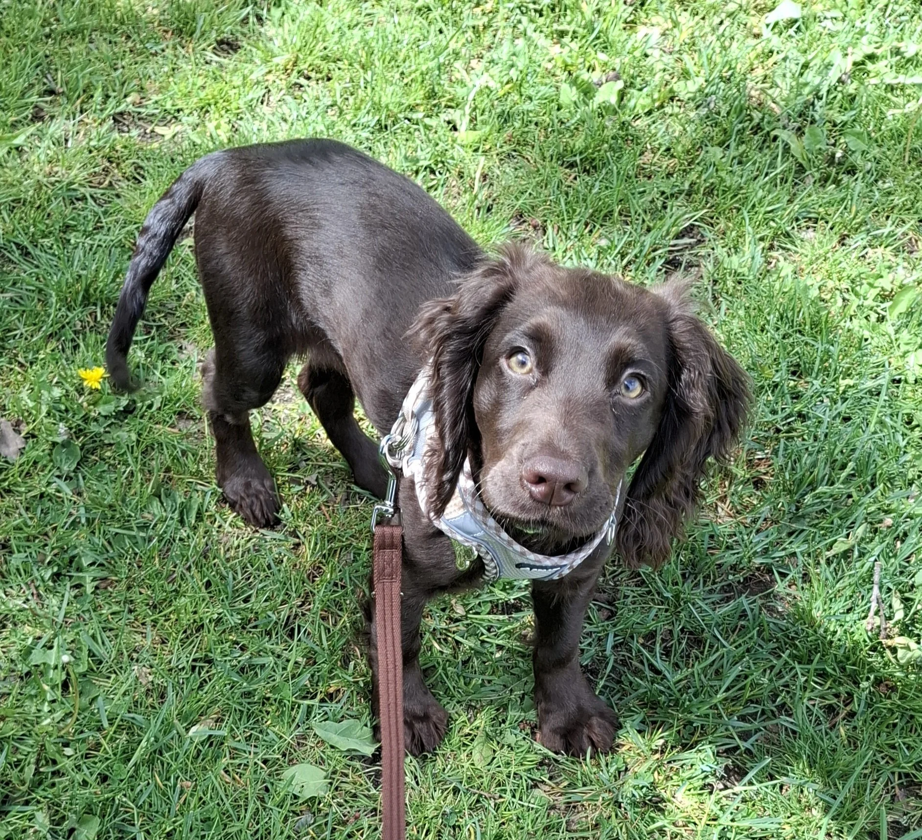 Cocker Spaniel Puppy enjoying a walk