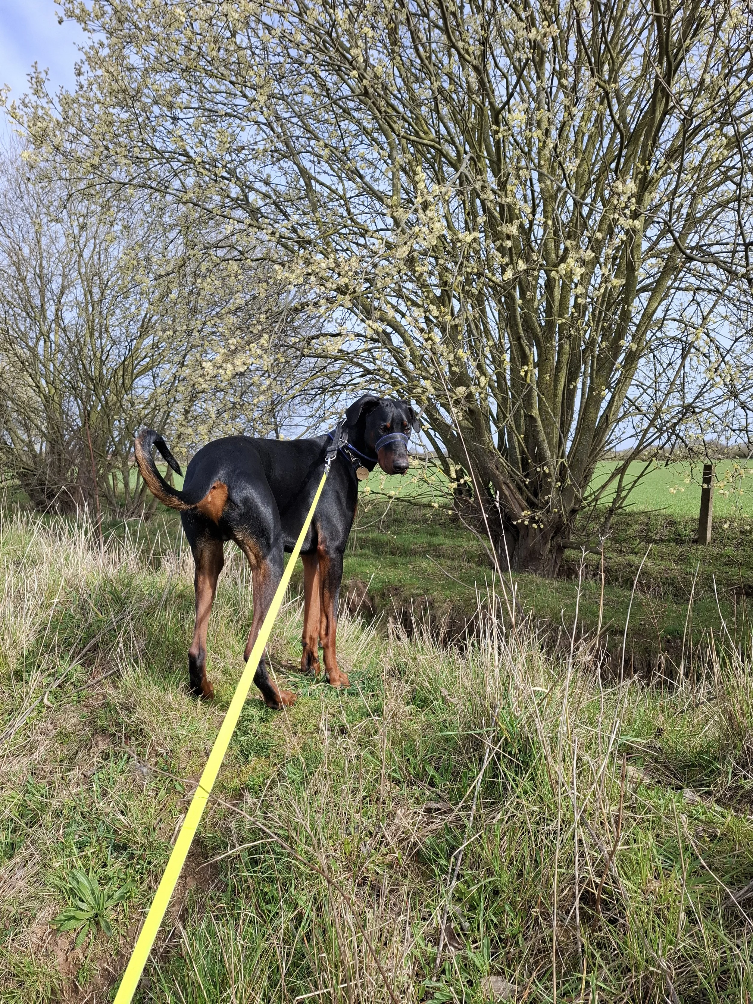 Young Doberman on a walk