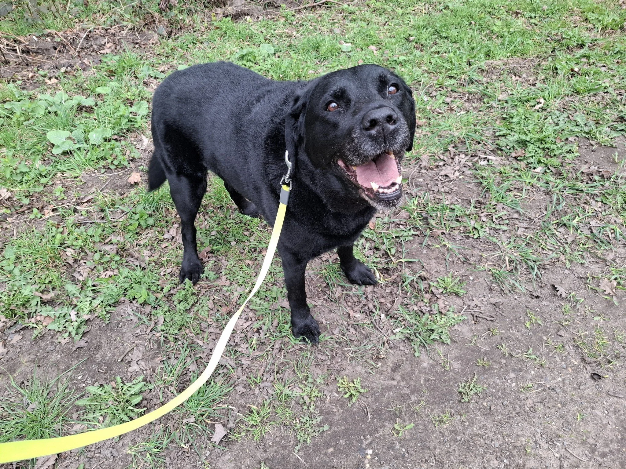 Black labrador enjoying a walk in Auckley