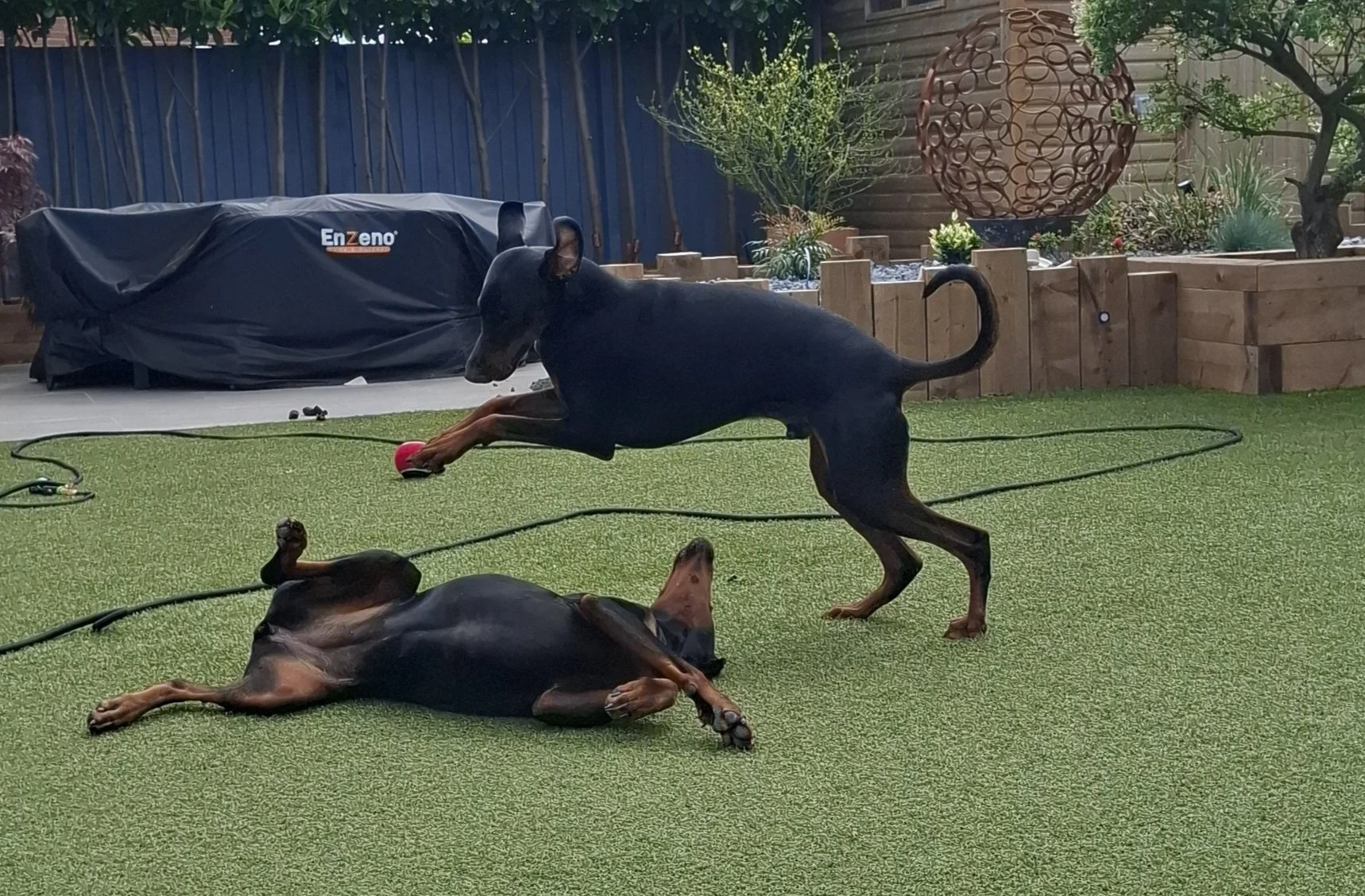 two dobermans playing in their garden during a home visit