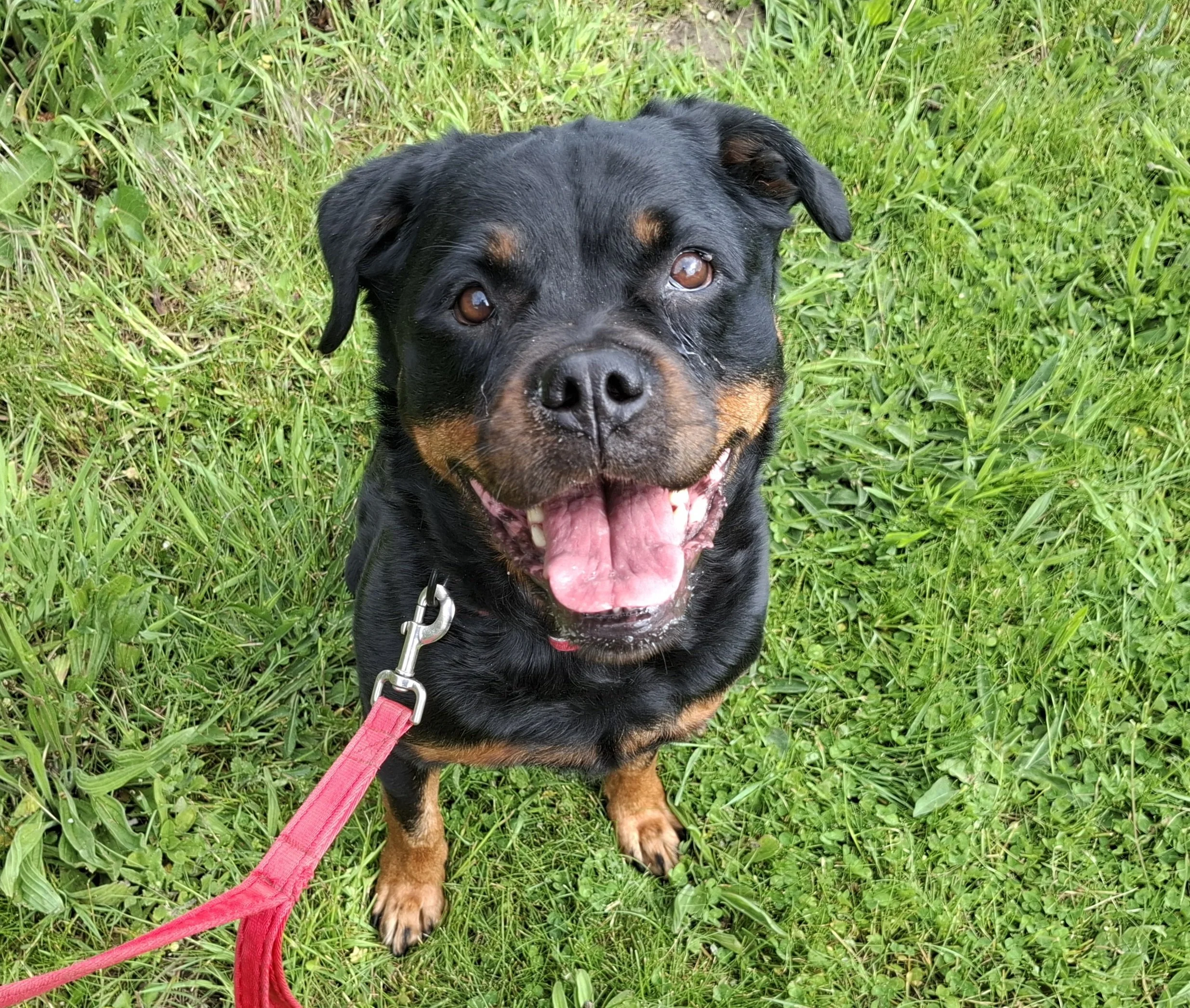Older rottweiler enjoying a walk in Wroot