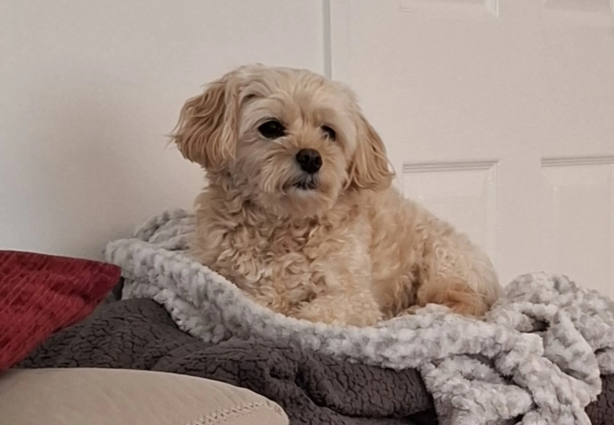 Cockapoo relaxing during a home visit