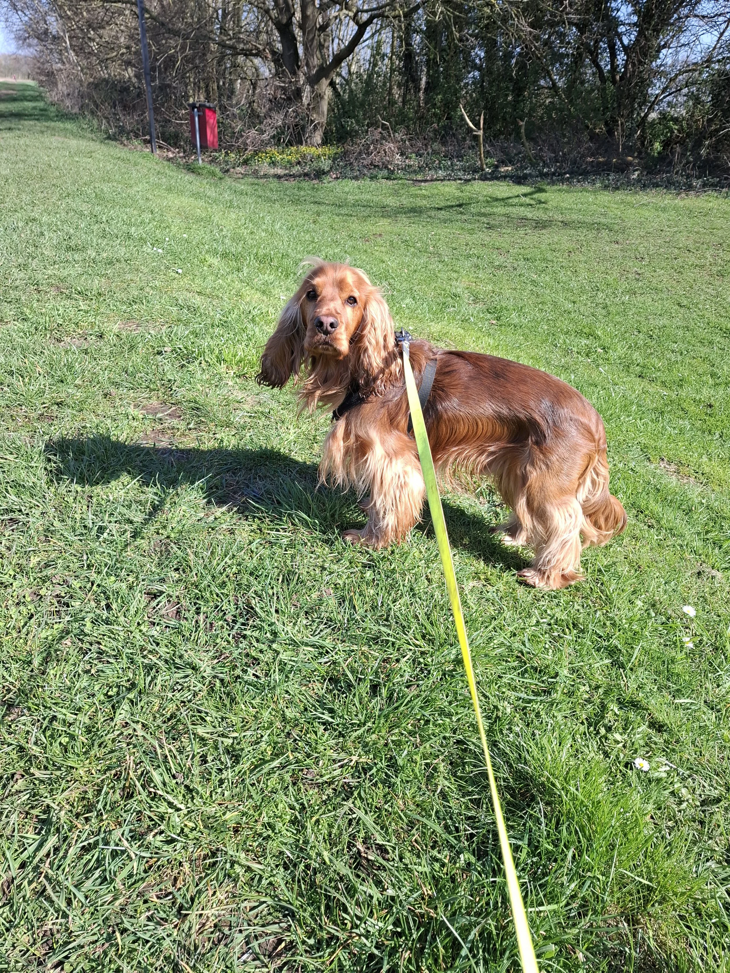 Cocker spaniel looking at the camera, enjoying a walk in Auckley